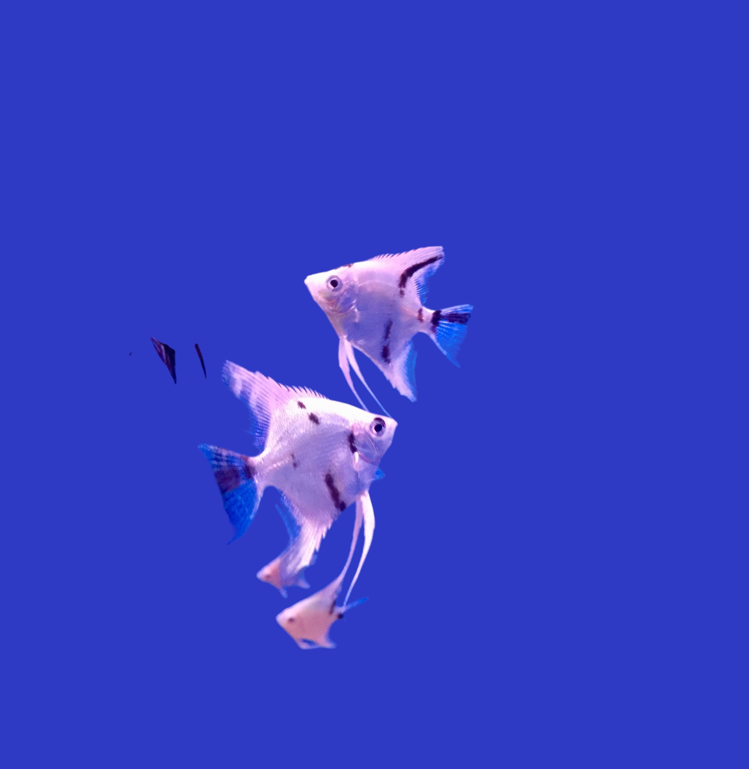 Photoroom_20250502_131521.jpeg