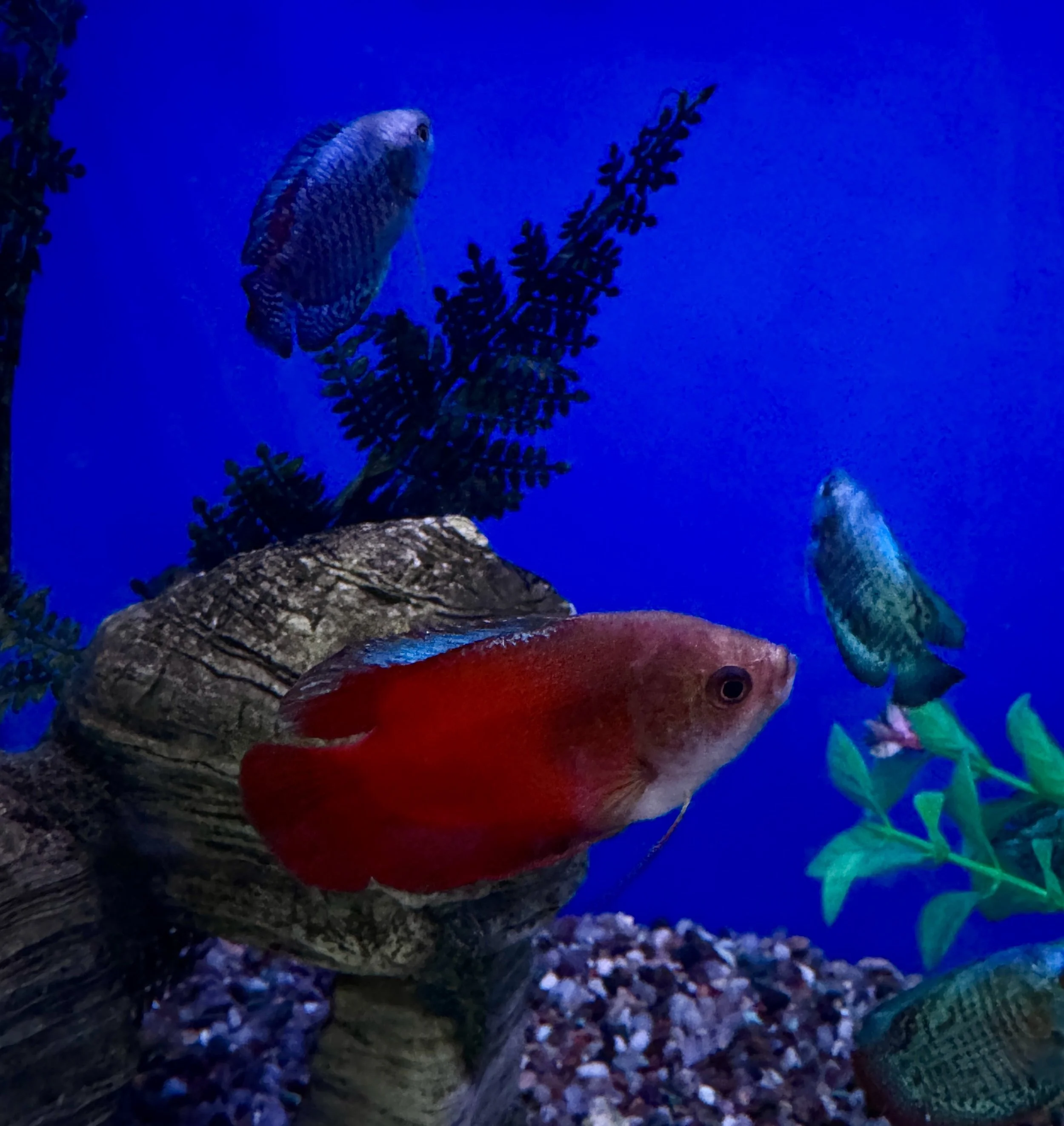 Colorful fish swimming in a blue aquatic environment with rocks and plants.