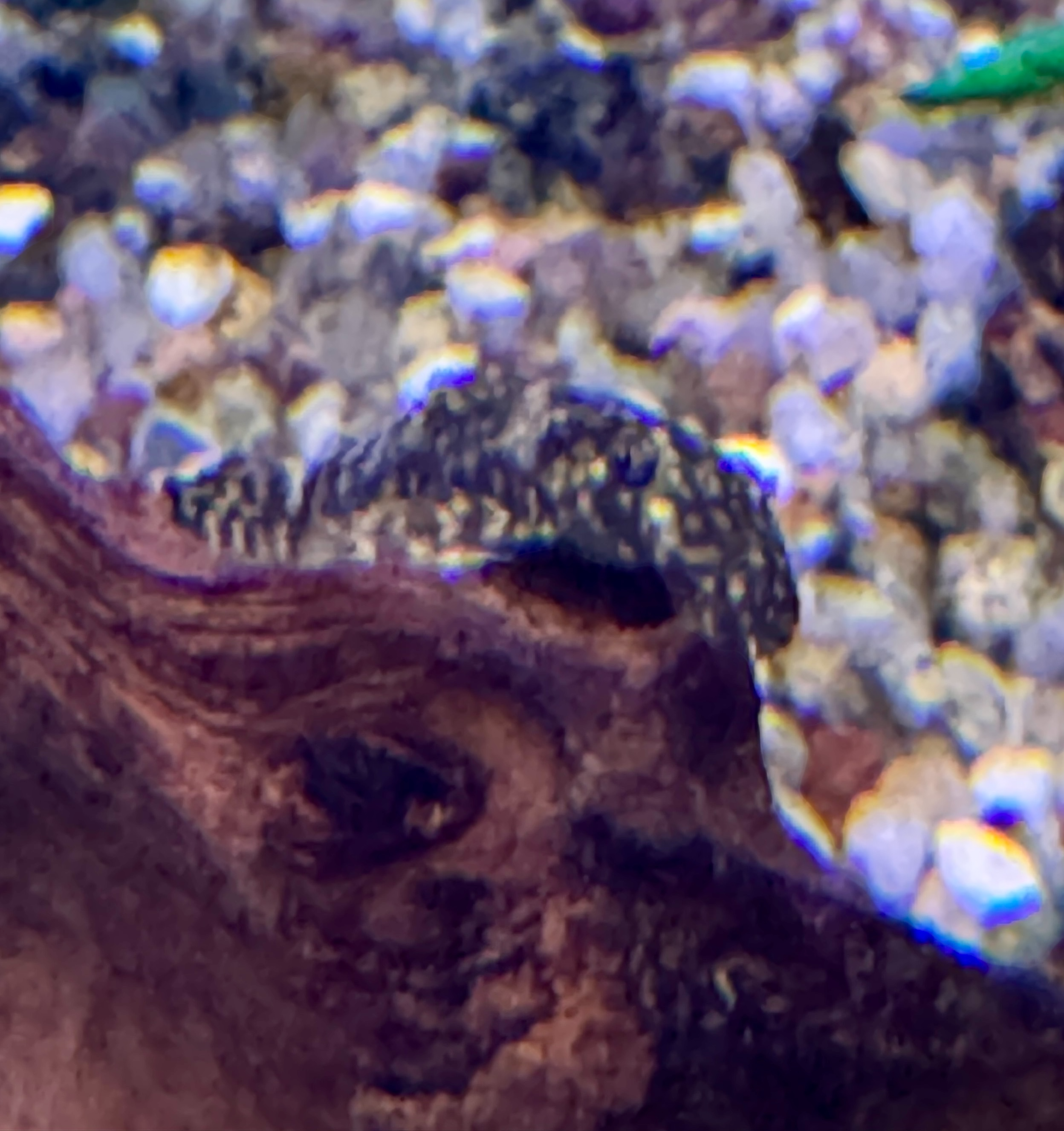 Bristlenose Ancistrus - Ancistrus sp.