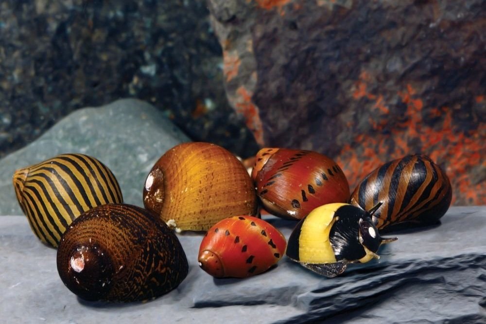 Colorful nerite snails on a rock surface, featuring various striped and spotted shell patterns.