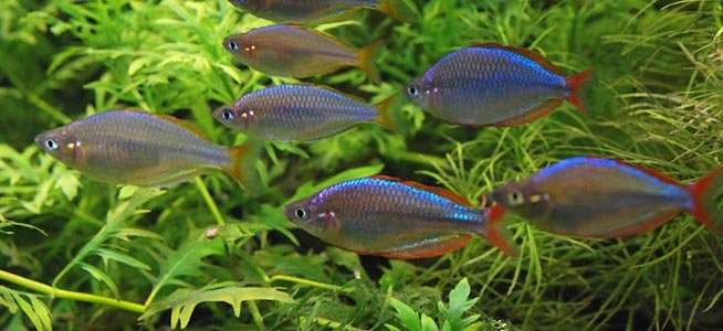 School of blue and orange fish swimming in an aquarium with green aquatic plants.