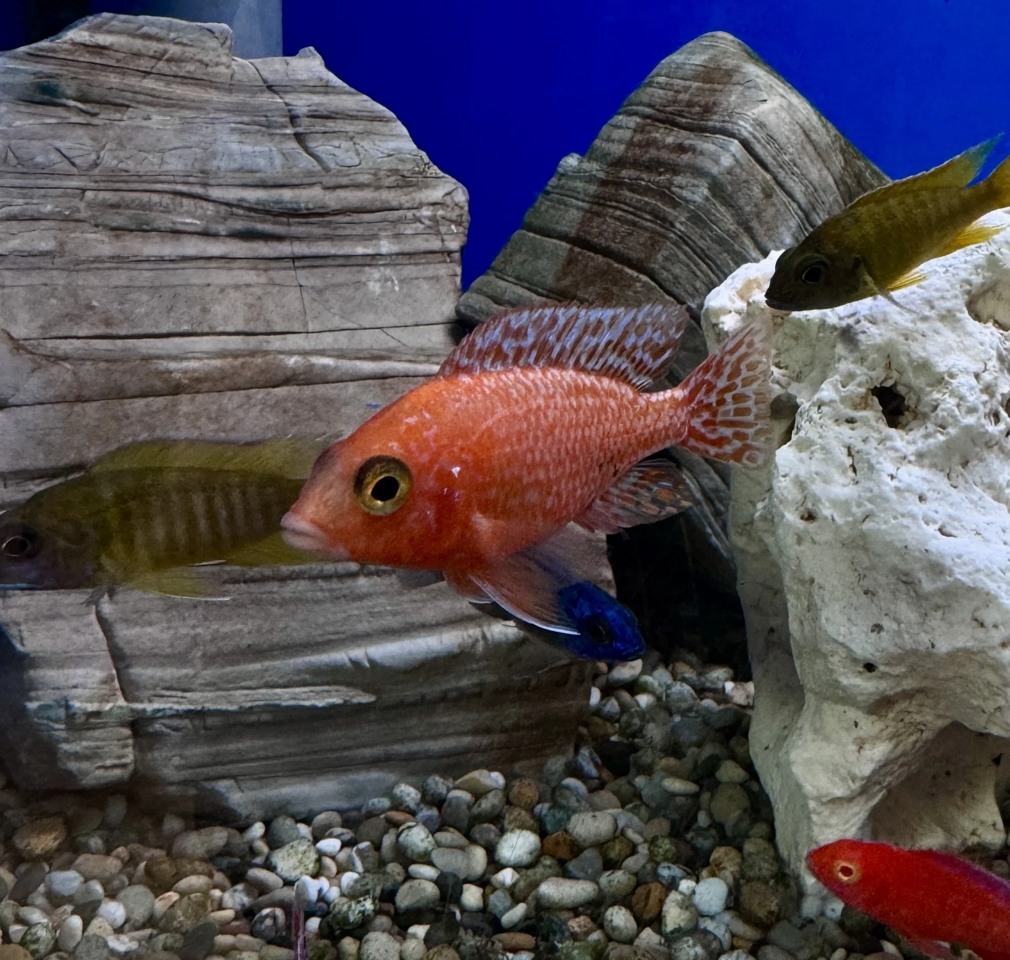 Tangerine peacock