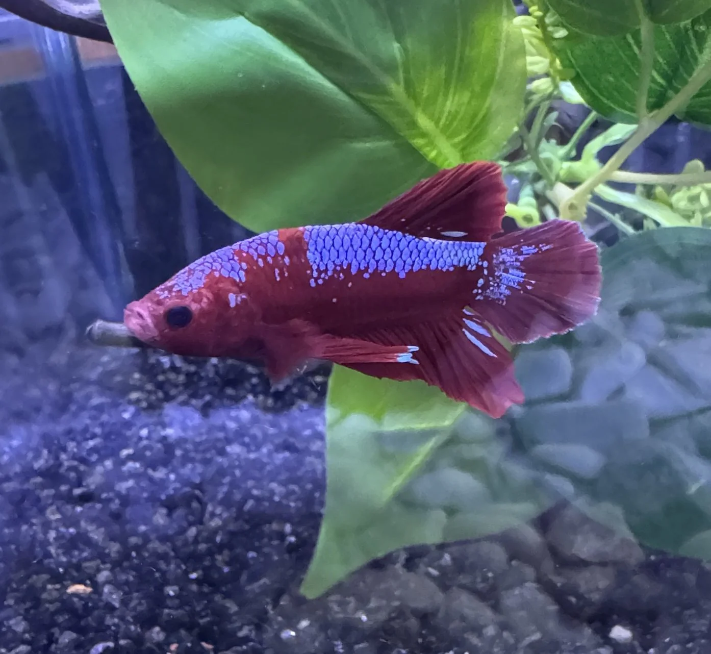 Male Hellboy Betta (Betta splendens)
