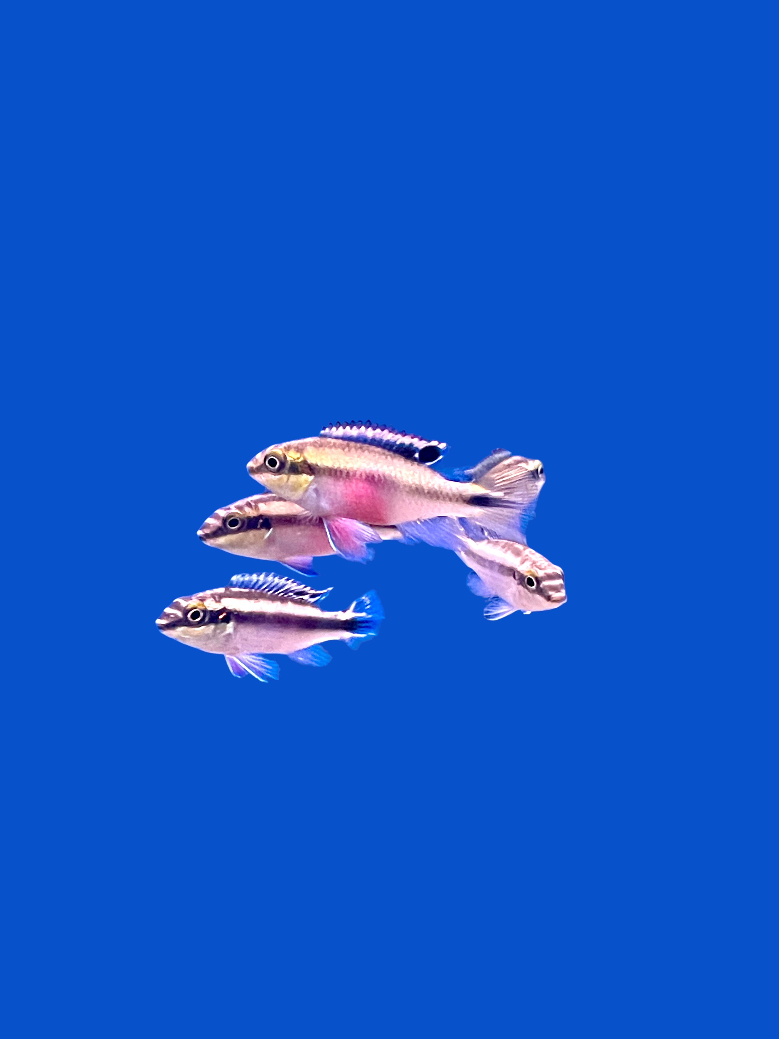 Photoroom_20250502_125612.jpeg
