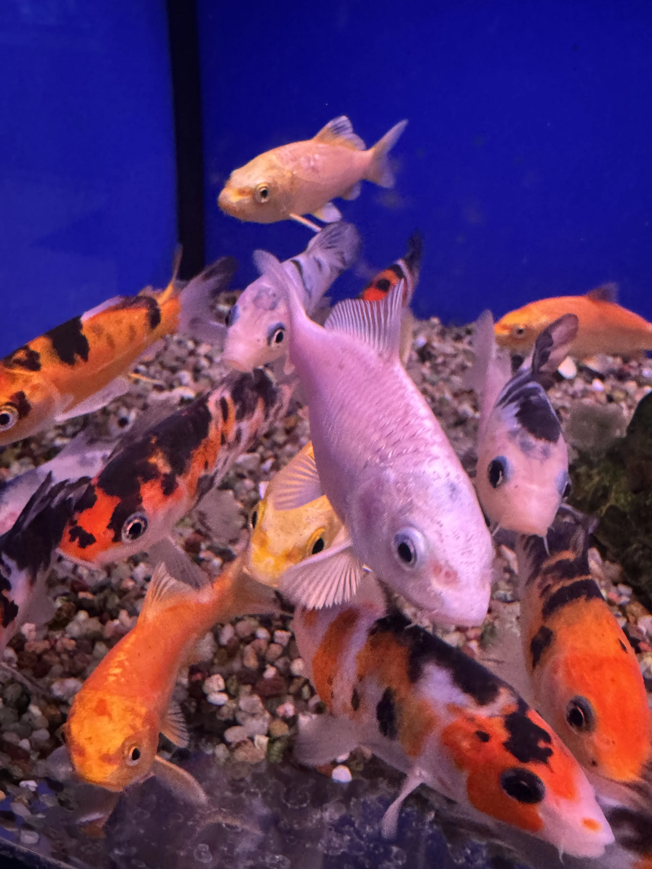 koi fish swimming
