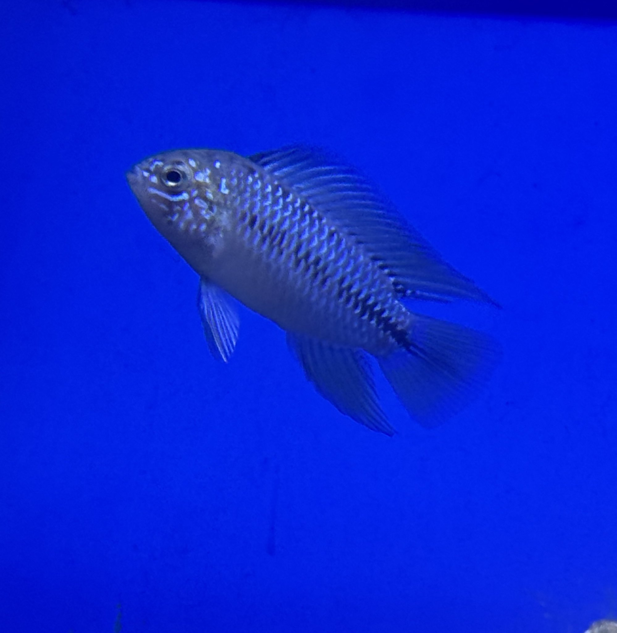 Edit Male Umbrella Borelli Dwarf Cichlid