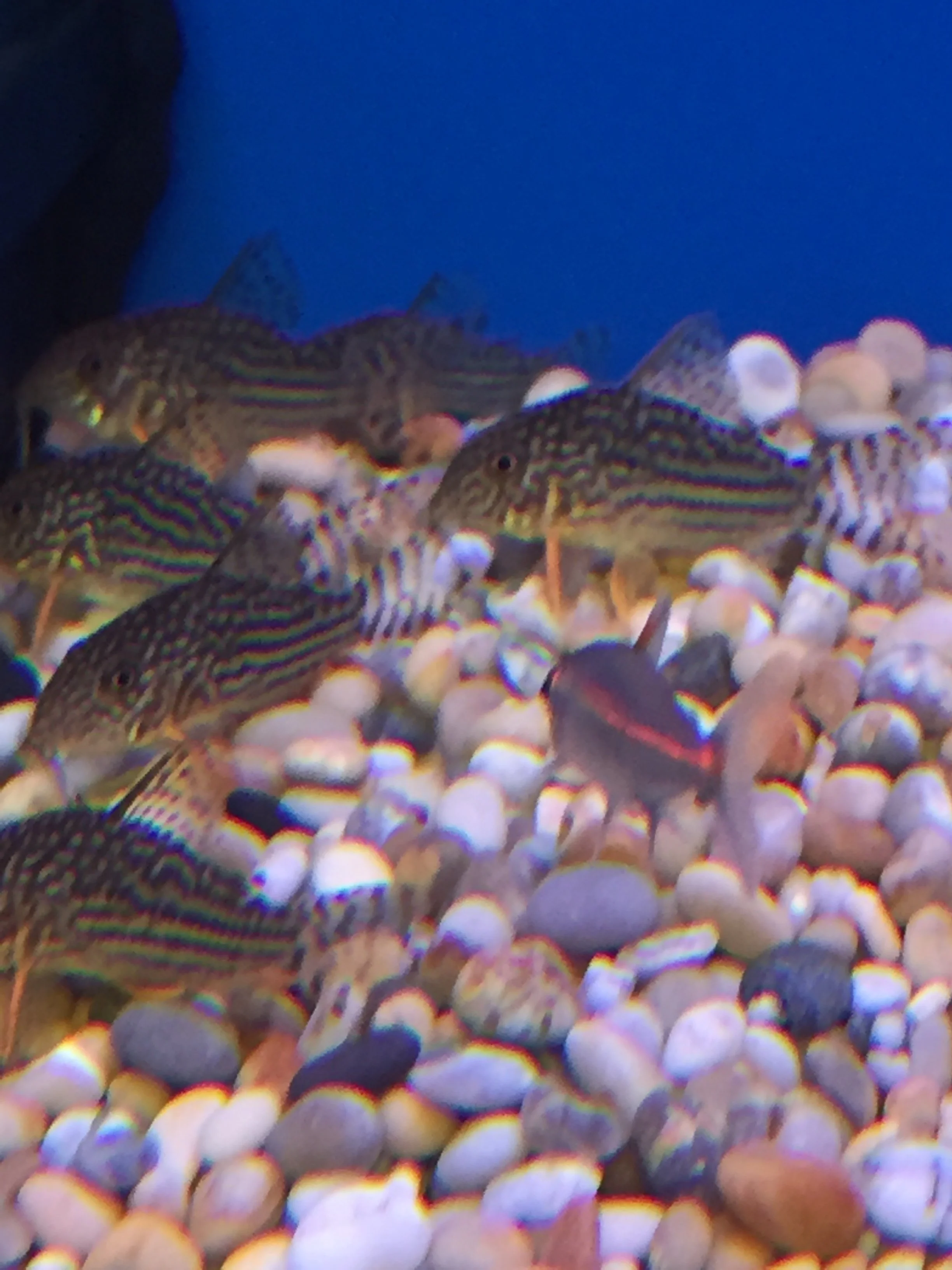 corydoras sterbai