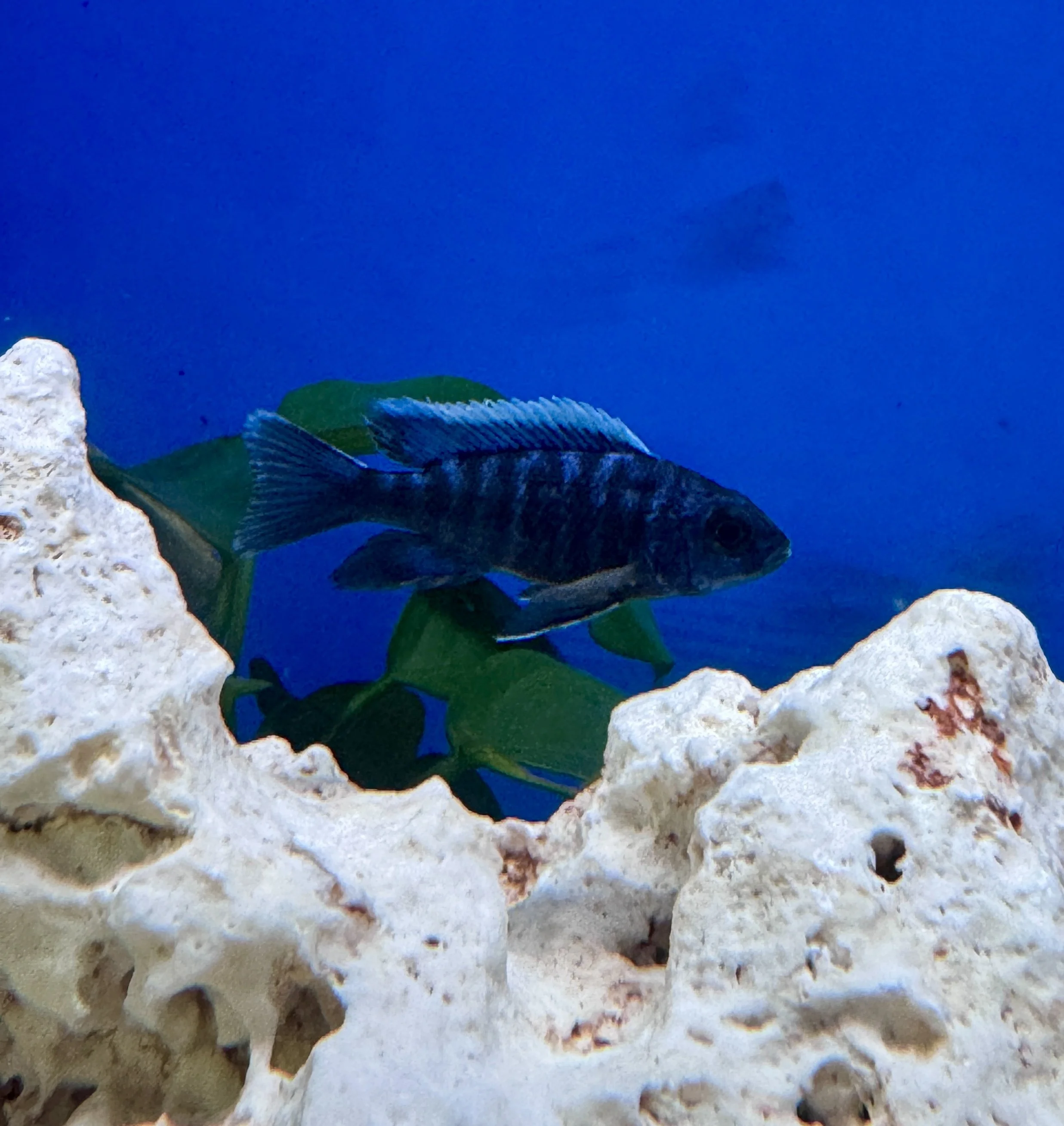Blue Peacock African Cichlid - Aulonacara nyassae 5-6cm