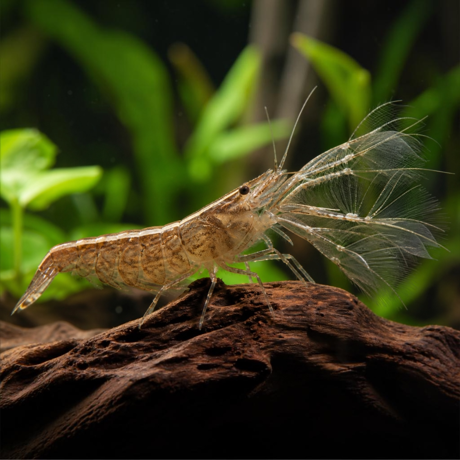 Bamboo Shrimp — Atyopsis moluccensis 3-5cm