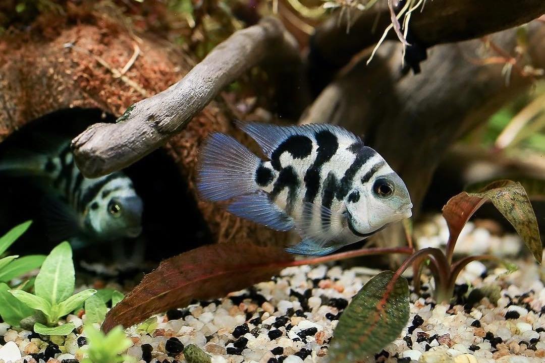 Two convict cichlid fish swimming in an aquarium with plants and a log decoration.