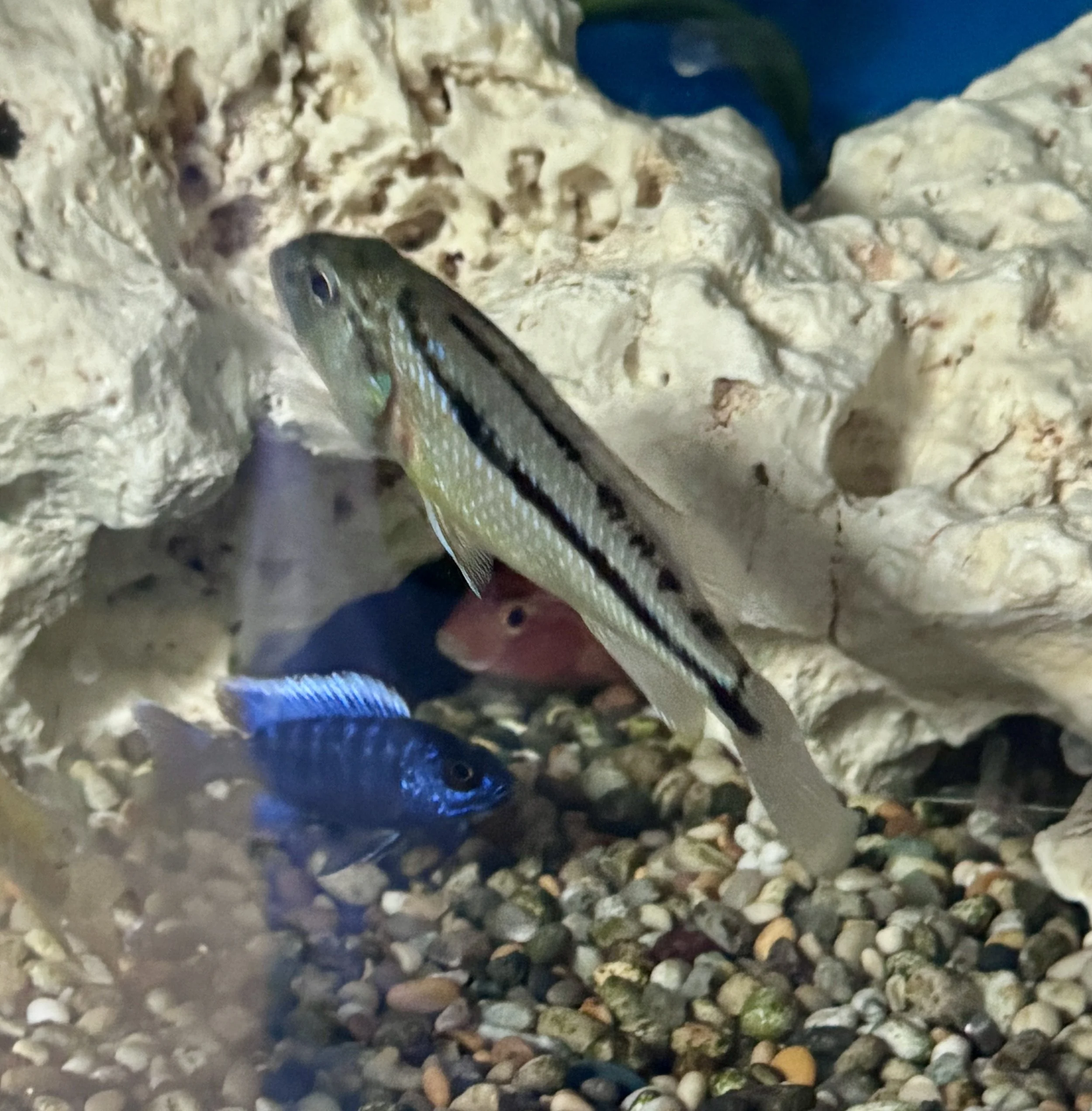 Malawi Hawk Cichlid — Aristochromis christyi