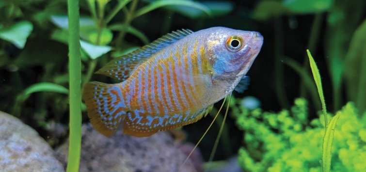 Colorful dwarf gourami fish in aquarium with plants