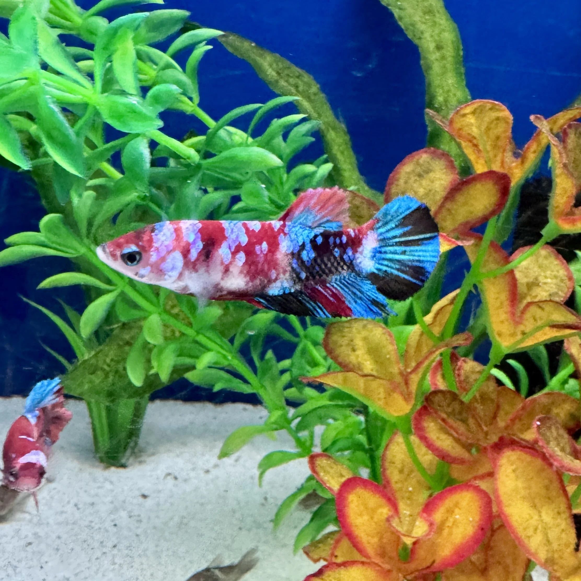 Female Koi Betta - Betta splendens 2-3cm Cherry Picked