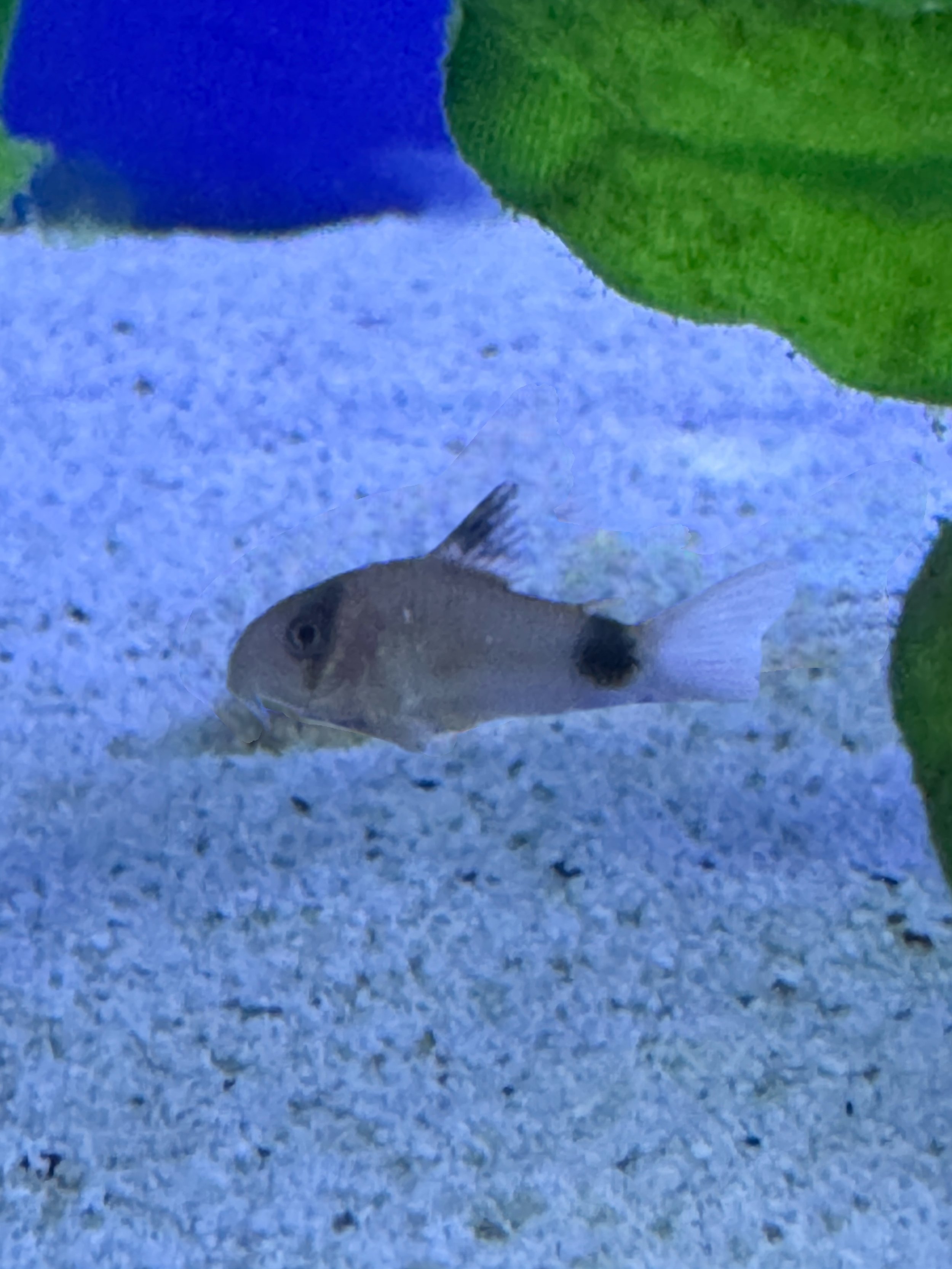 Panda Cory - Corydoras panda 2cm