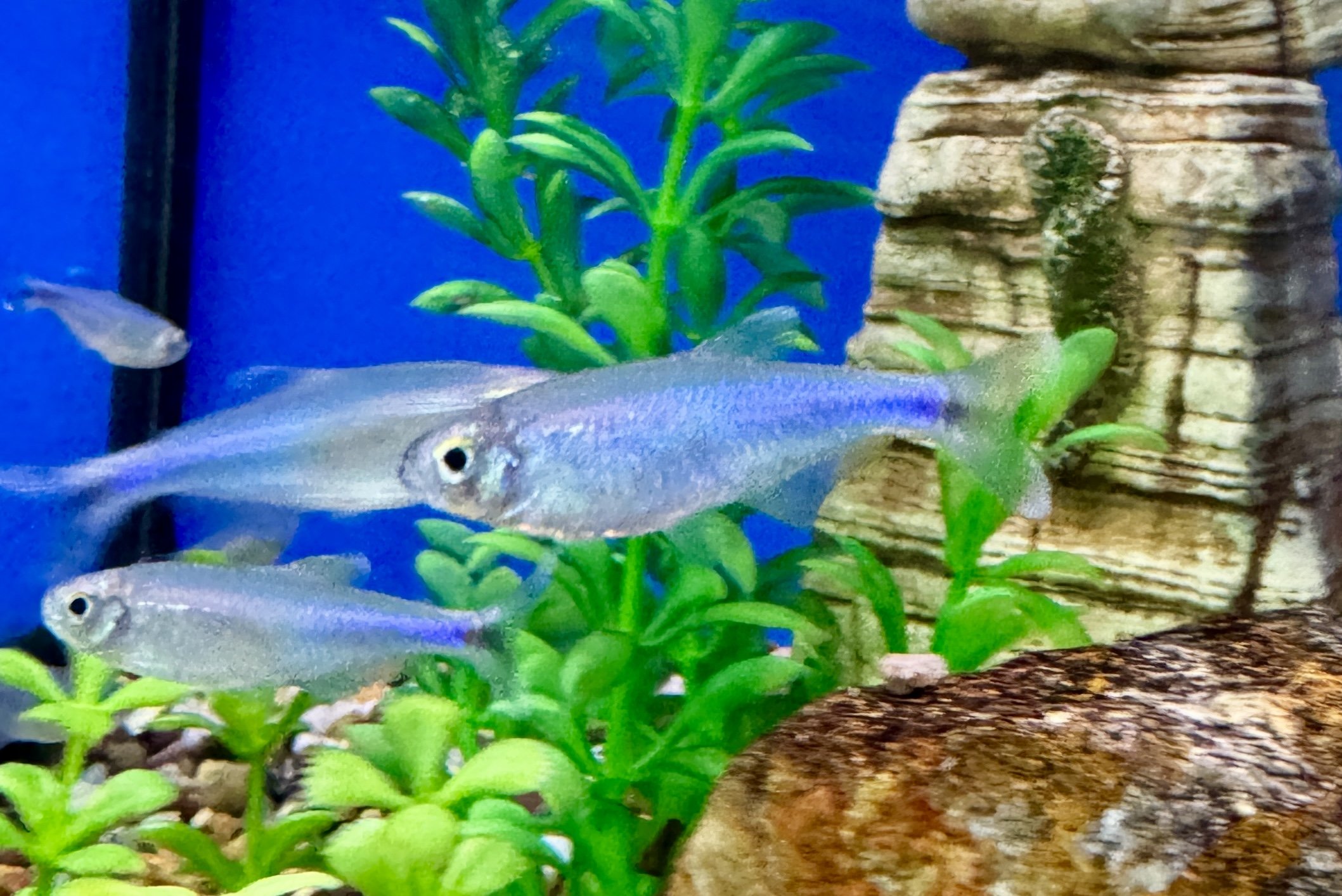 Super Blue Peruvian Tetra - Knodus borki