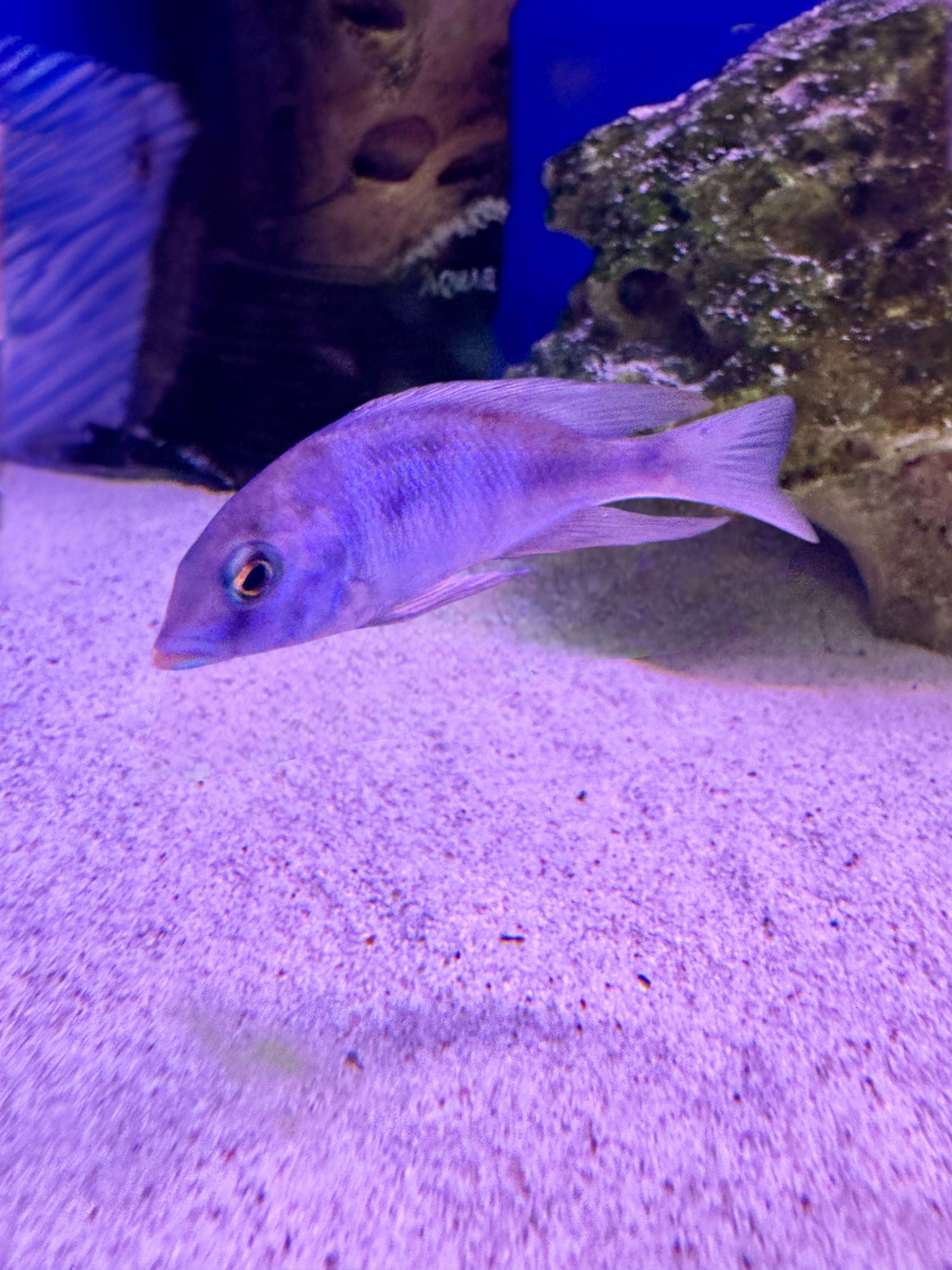 Blue Dolphin - Haplochromis moori 5cm