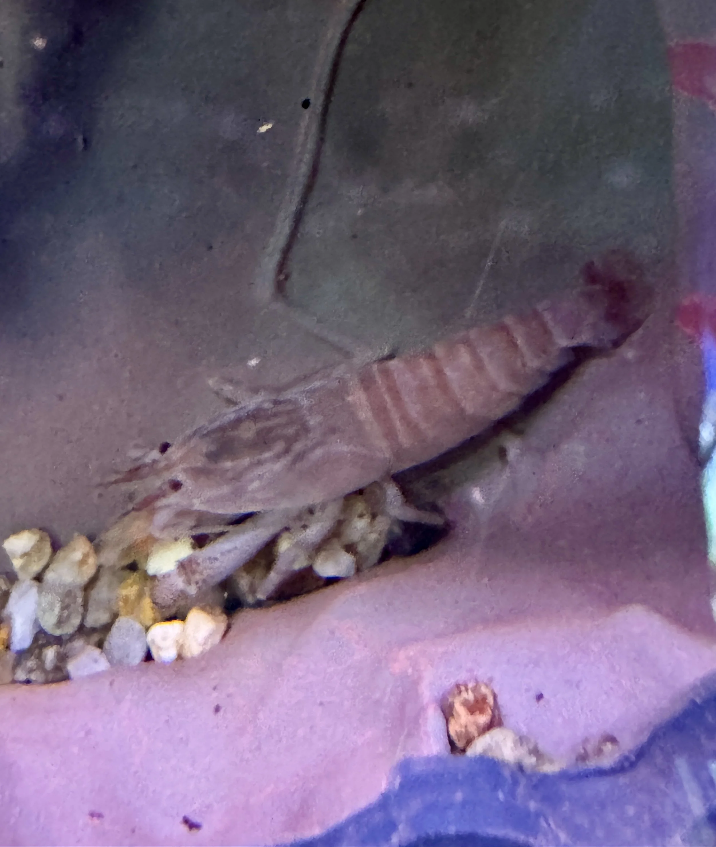 Cameroon Armoured Fan Shrimp -Atya gabonensis