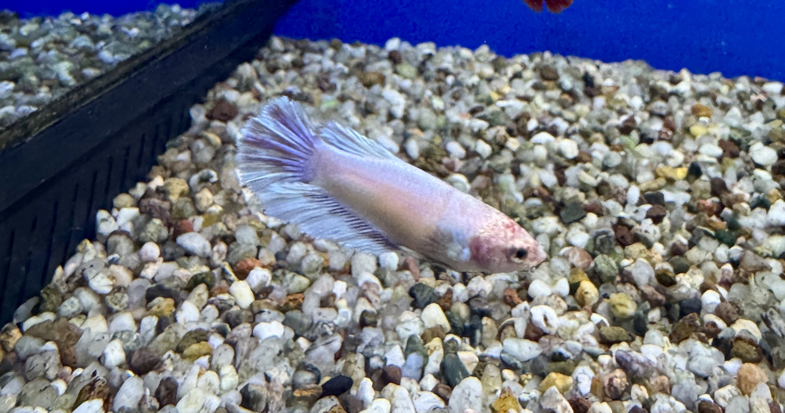 Female Super Delta Betta - Betta splendens