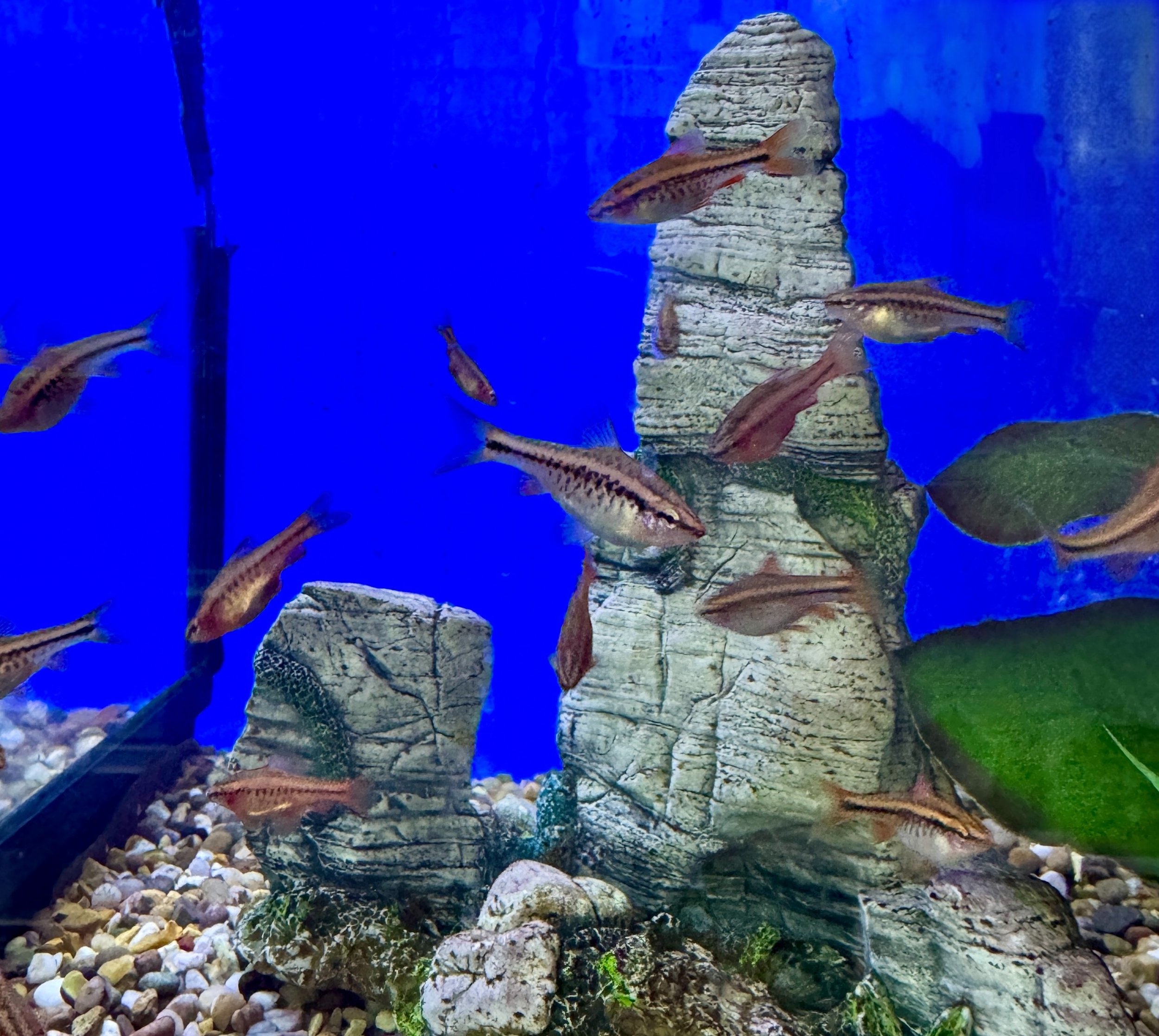 Cherry Barb - Puntius titteya 1-2CM