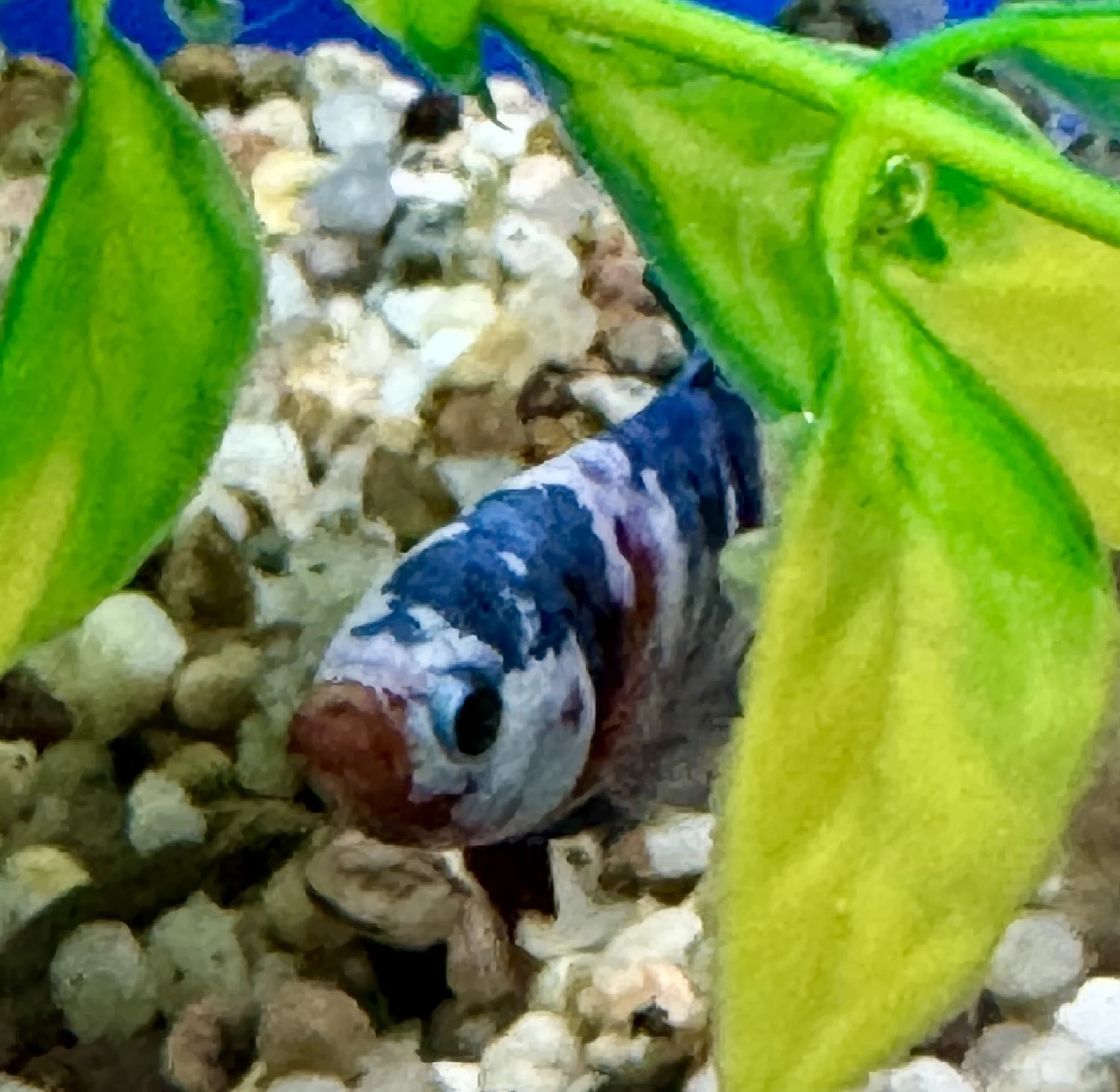 Koi Betta Plakat