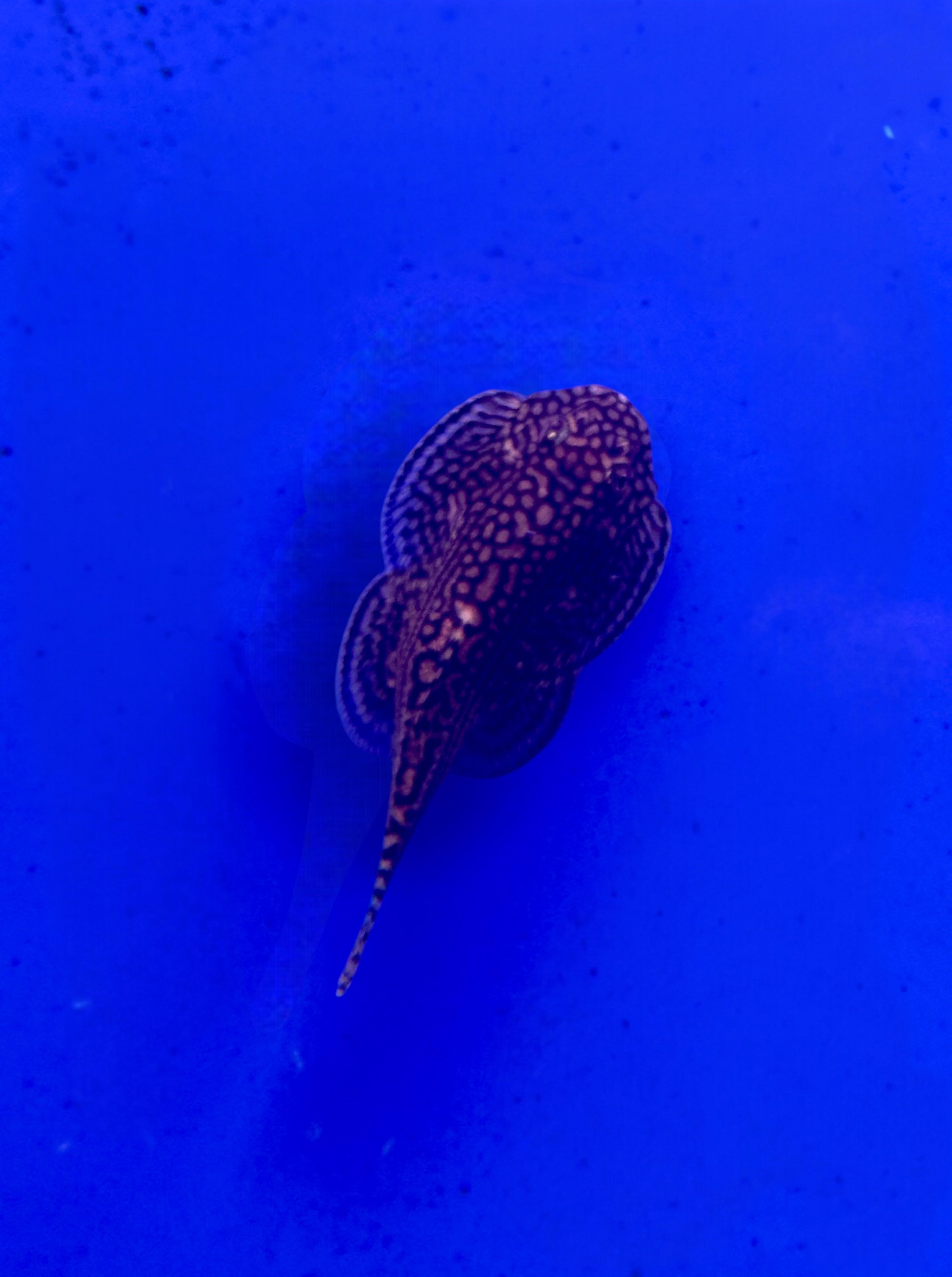 Photoroom_20250428_155237.jpeg