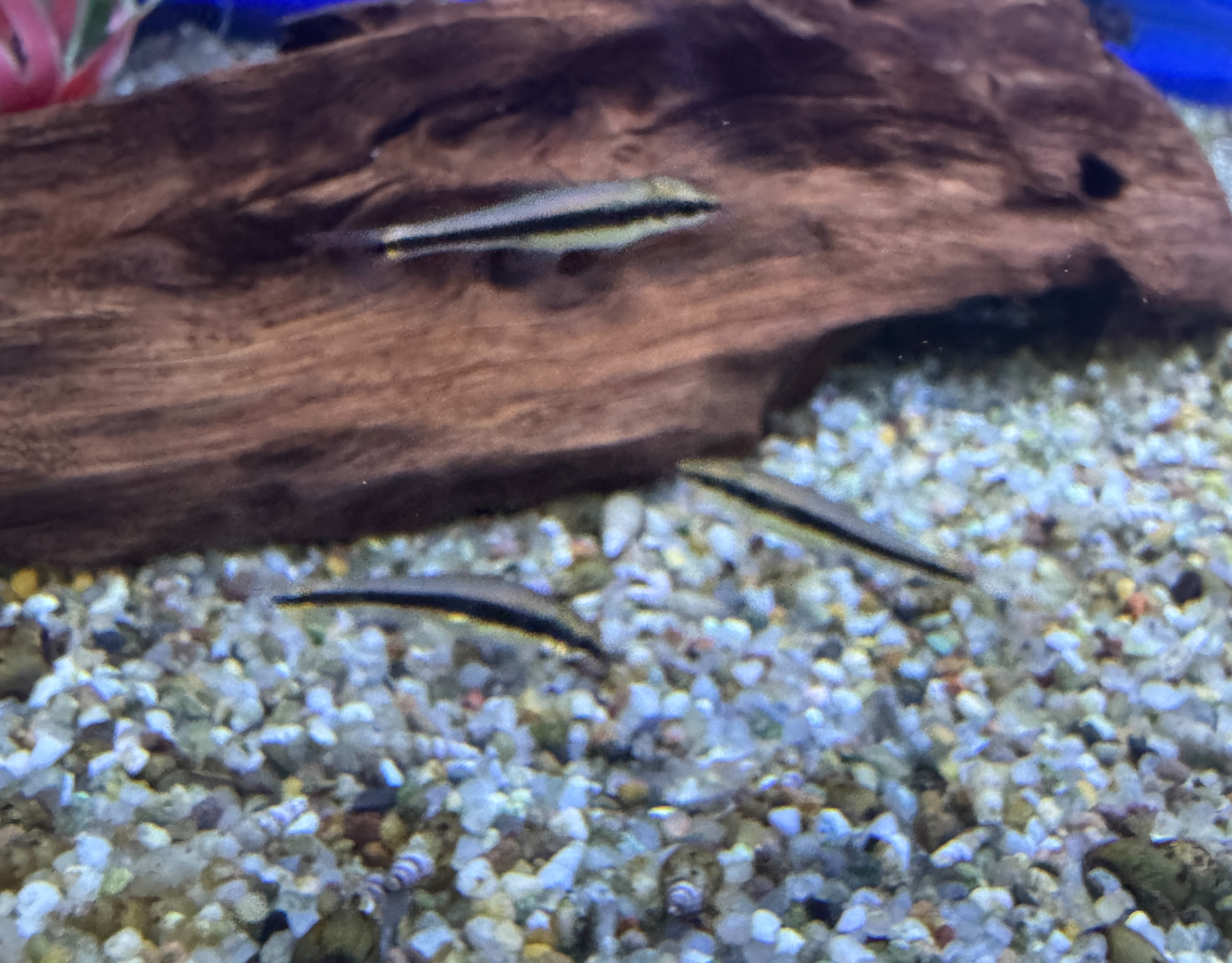 Photoroom_20250428_151425.jpeg