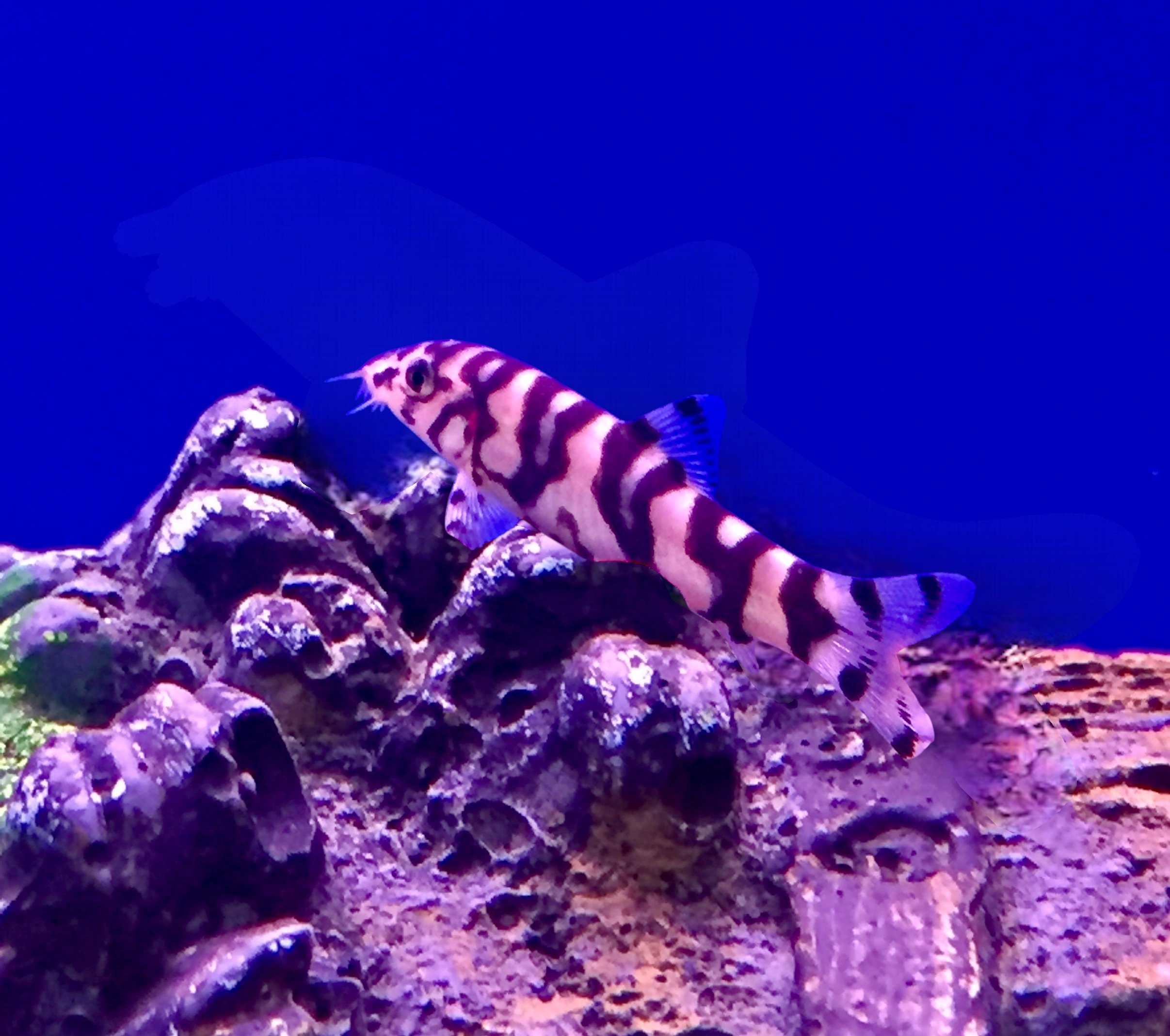 Yoyo Loach - Botia almorhae 2-3cm