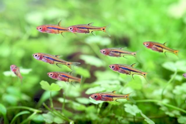 A group of small colorful fish swimming among green aquatic plants in an aquarium.