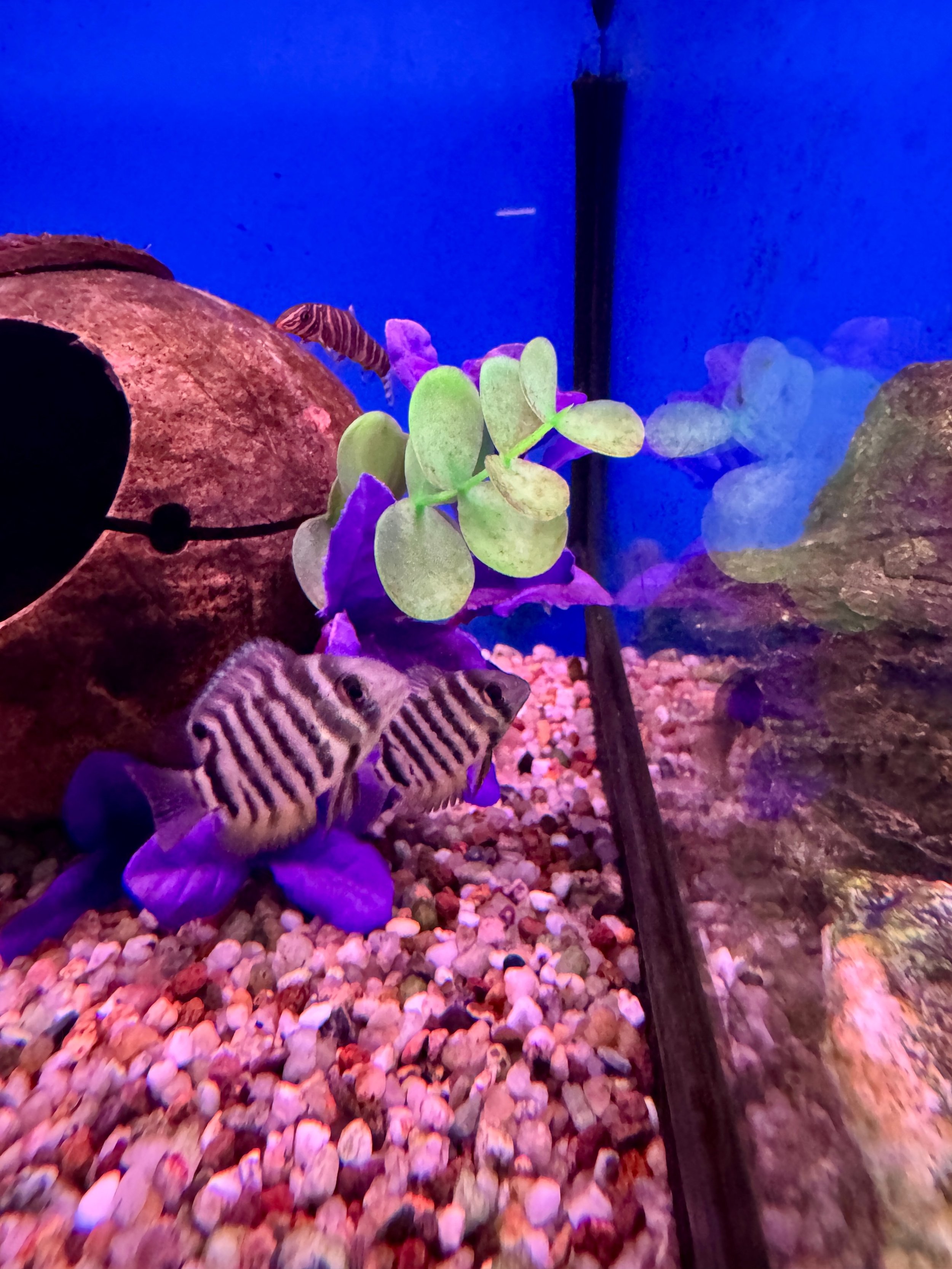 Redneck Severum - Heros efasciatus 4-5cm