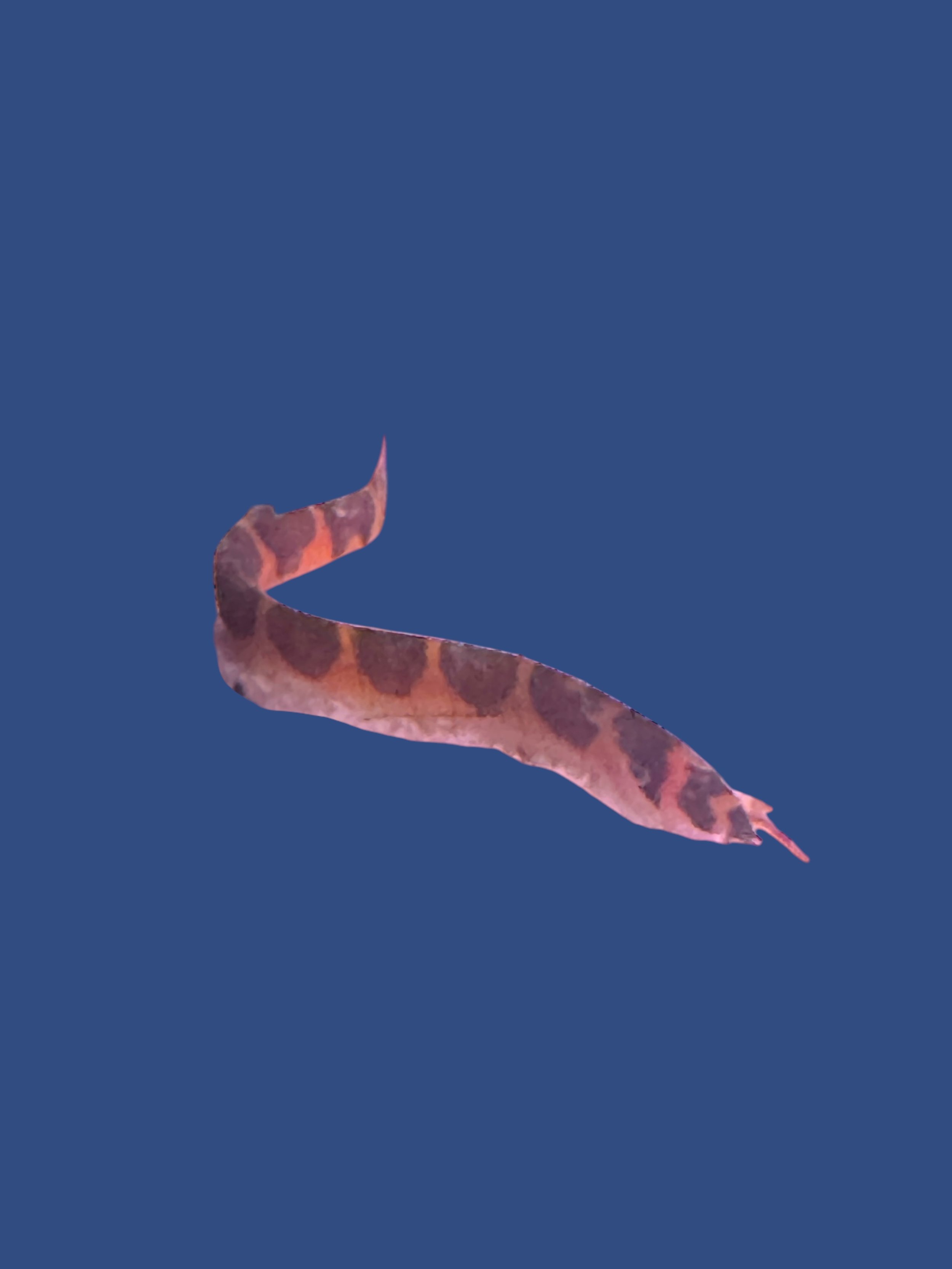 Giant Kuhli Loach - Pangio myersi 2-3cm