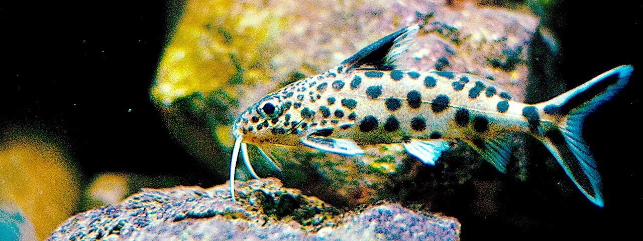 cuckoo-catfish-real (1).JPG