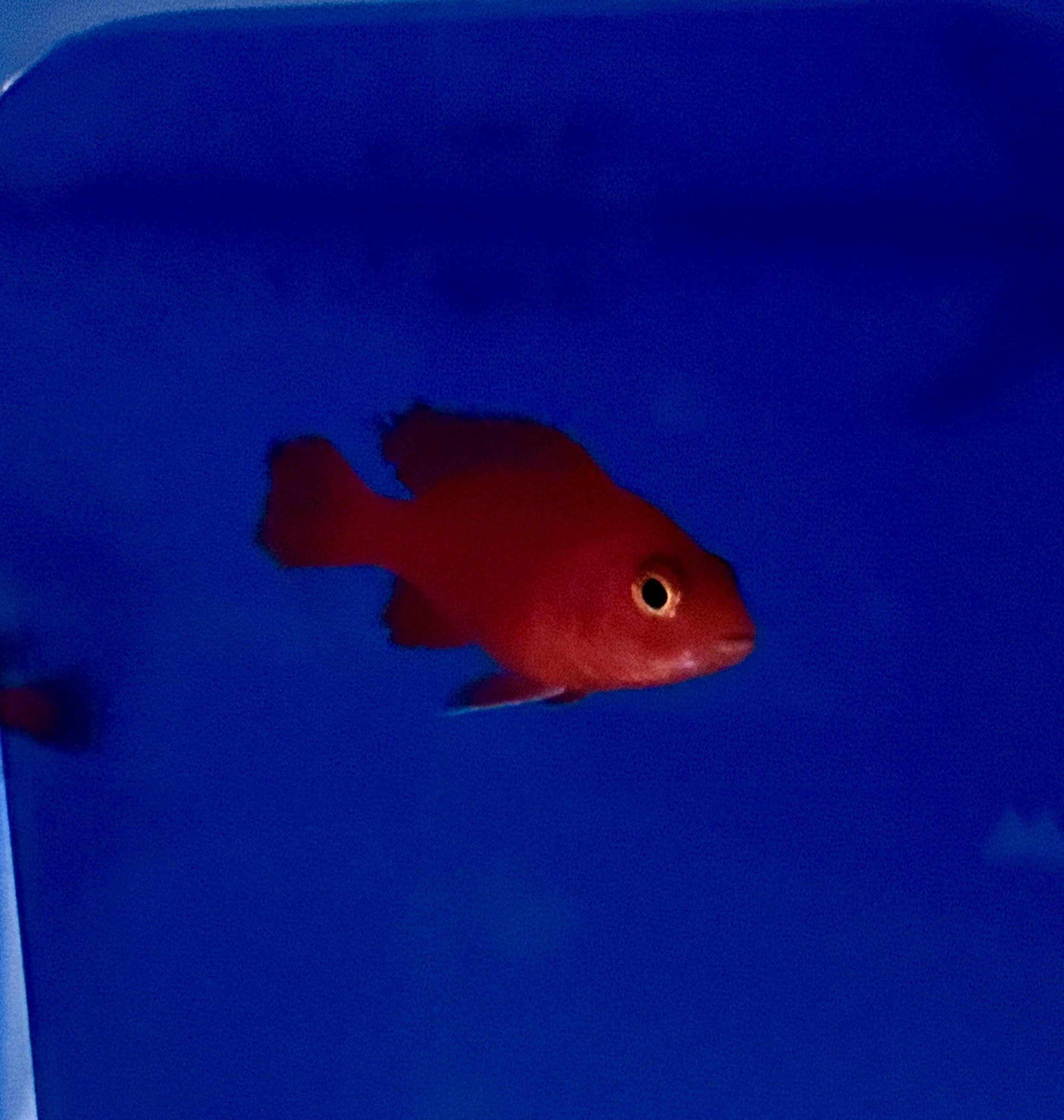 red malawi