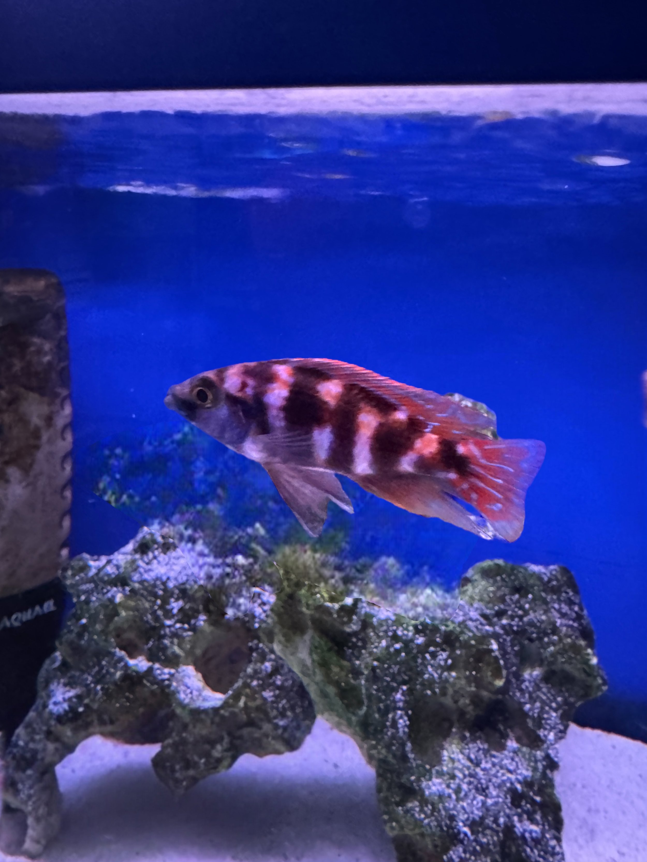 VC10 - Placidochromis milmo 5-6cm