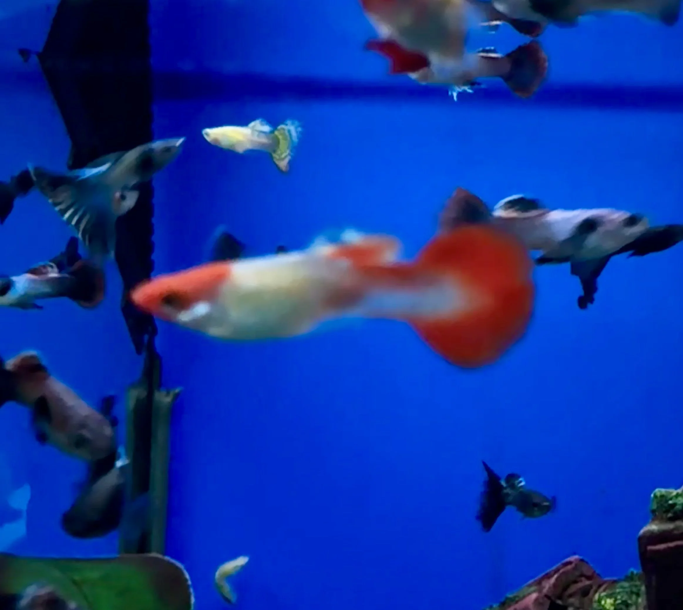 Red Cap Guppy - Poecilia reticulata