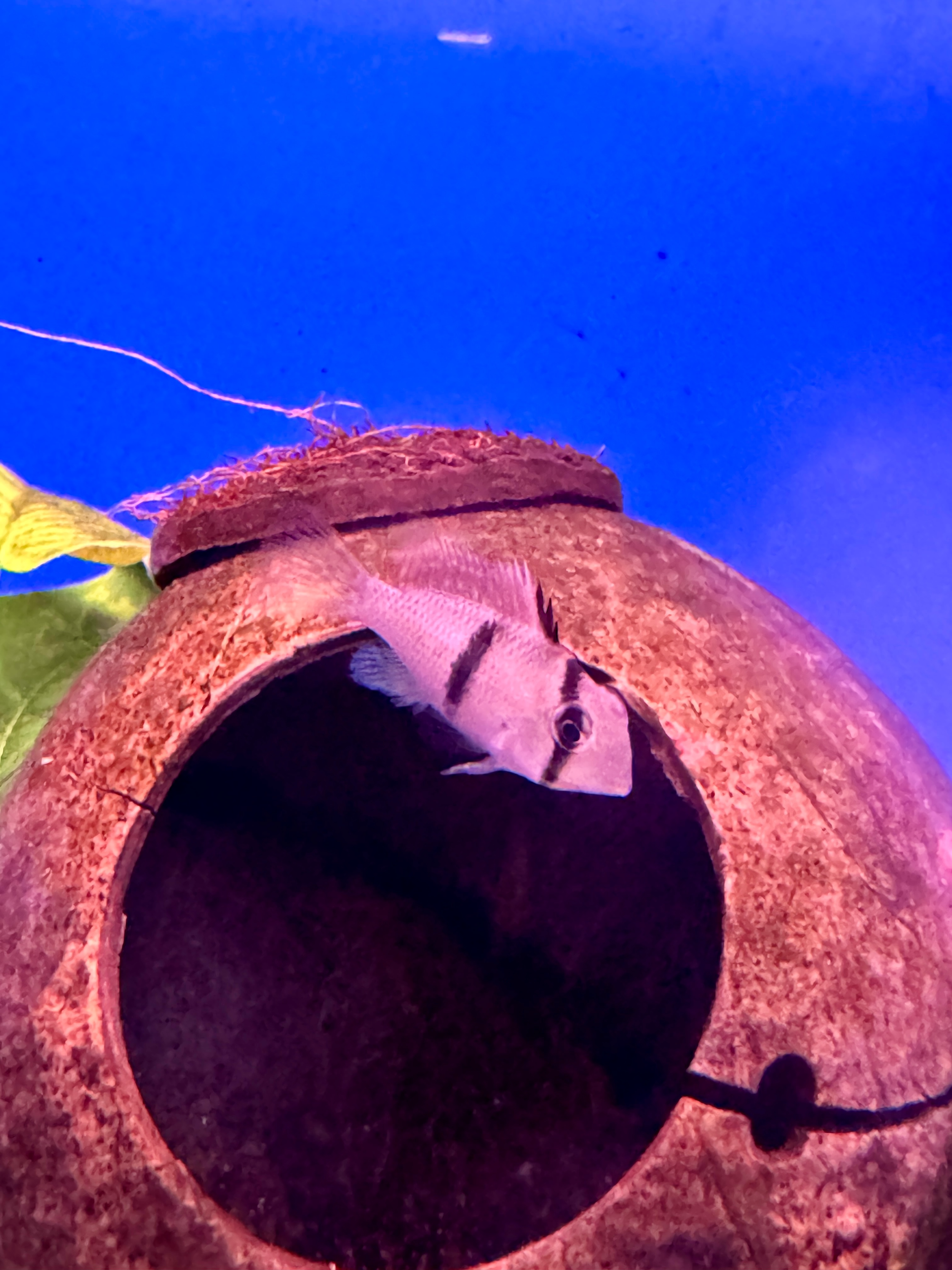 Photoroom_20250506_152523.jpeg