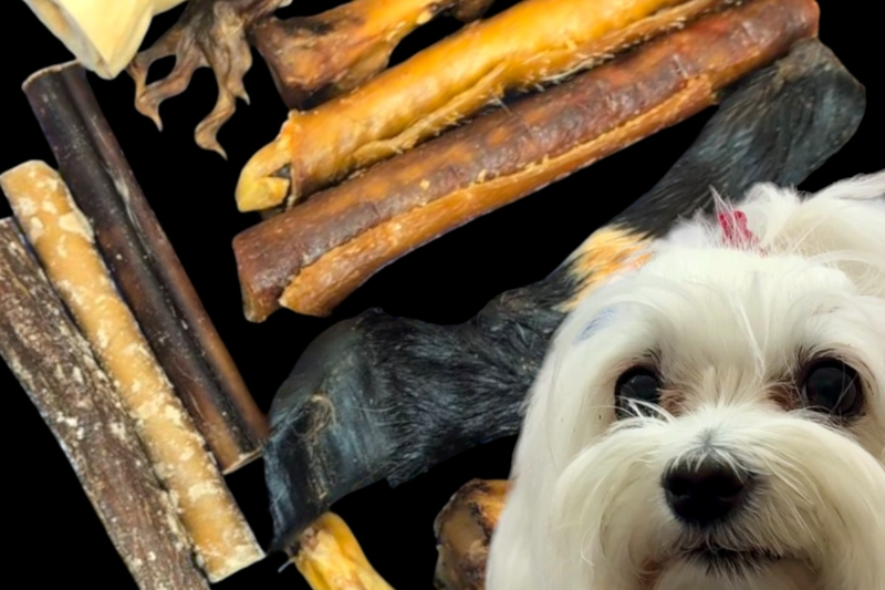 A small white dog with dark eyes and a red bow in its fur, lying among various sticks and bones on a black surface.