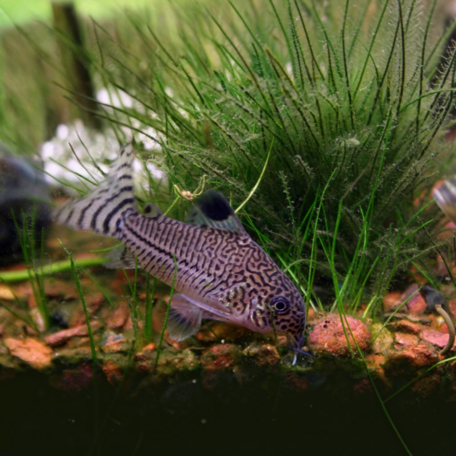 Julii Cory Tropical Fish — Corydoras julii 2-3cm