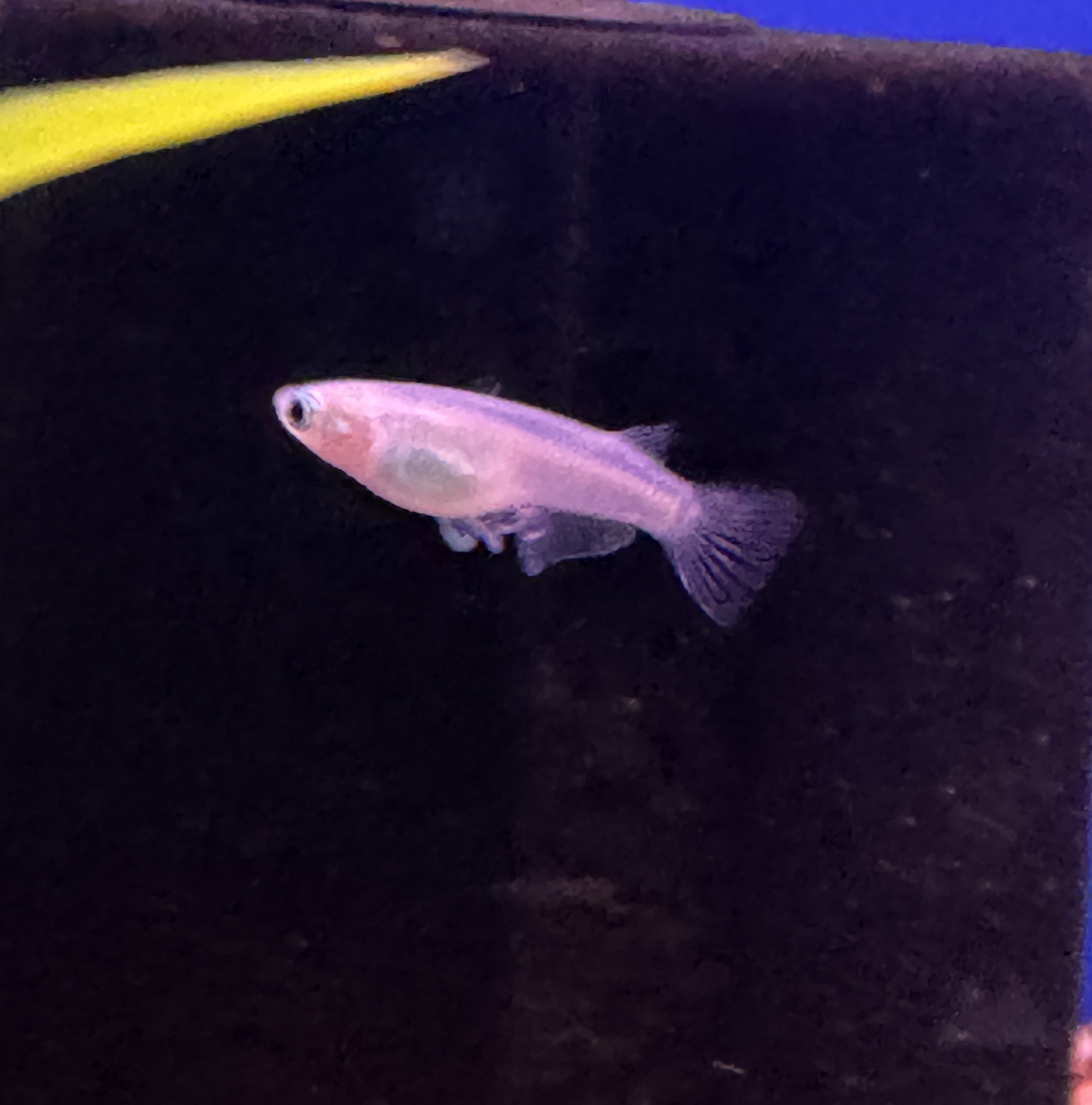 Platinum White Medaka Ricefish - Oryzias latipes