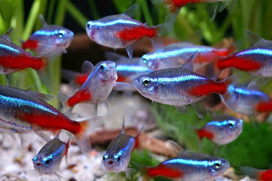 School of neon tetra fish in an aquarium with green plants.