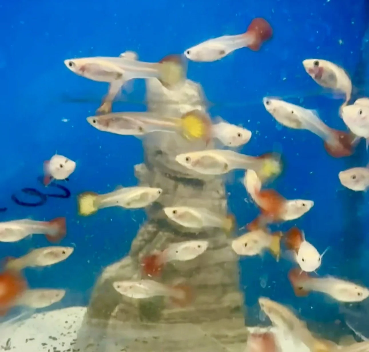 variety coloured female guppies