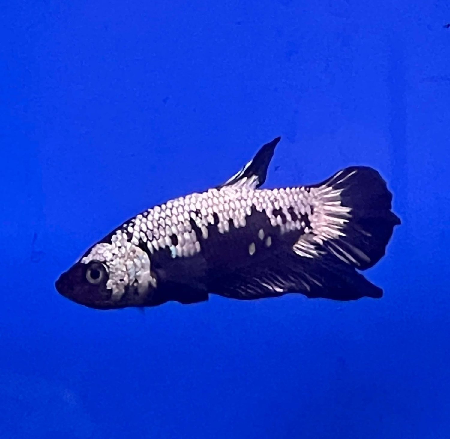 Samurai Male Betta — Responsible, Pro-Active Pet