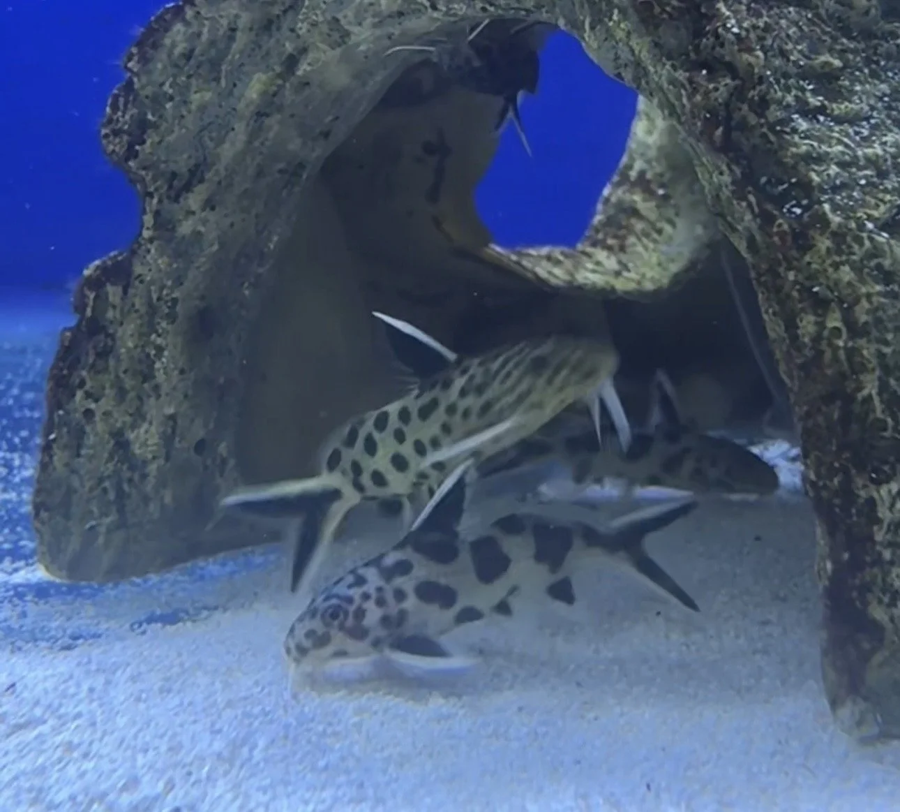 Several spotted fish swimming near a rocky underwater arch.