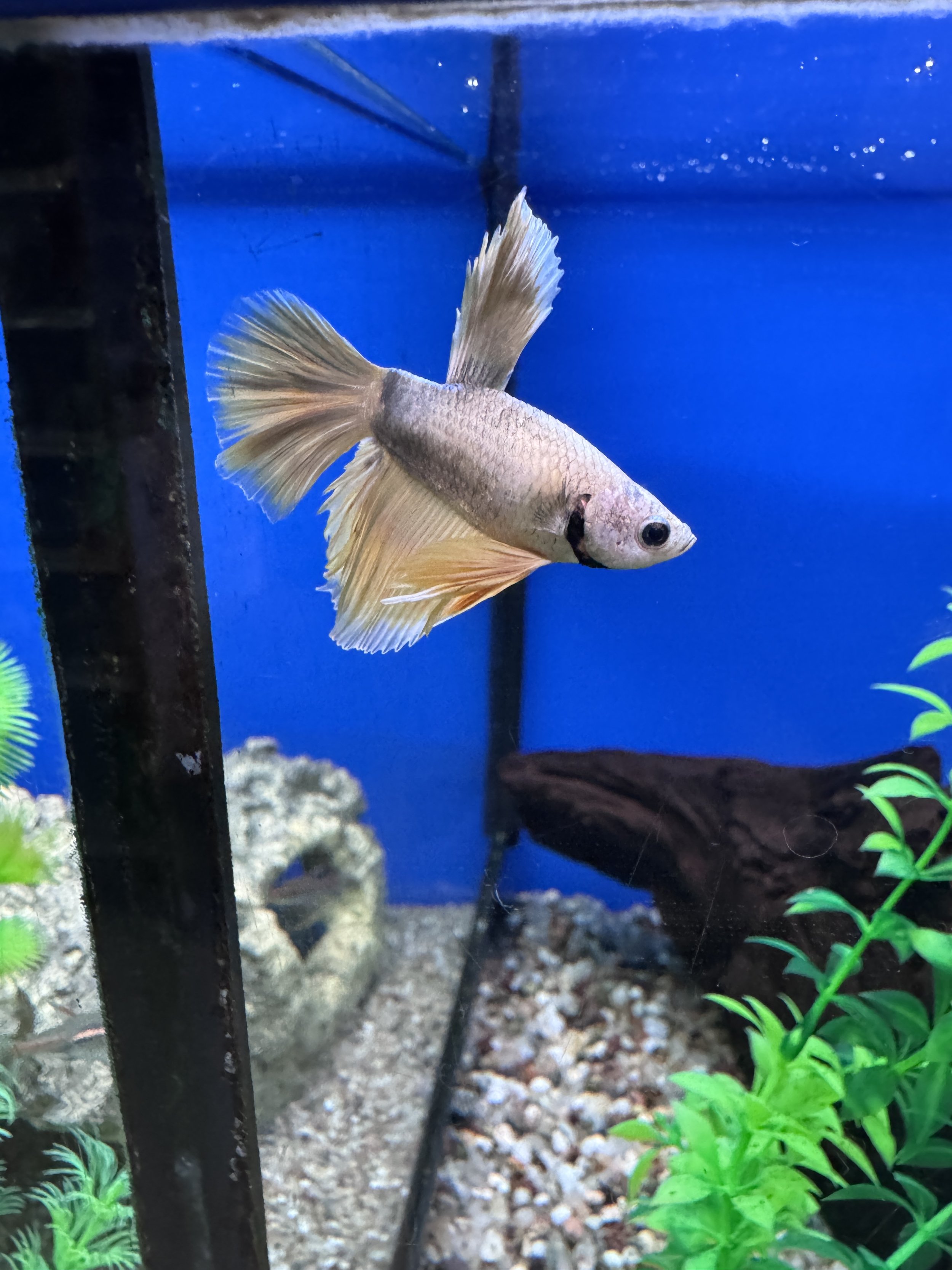 half moon betta