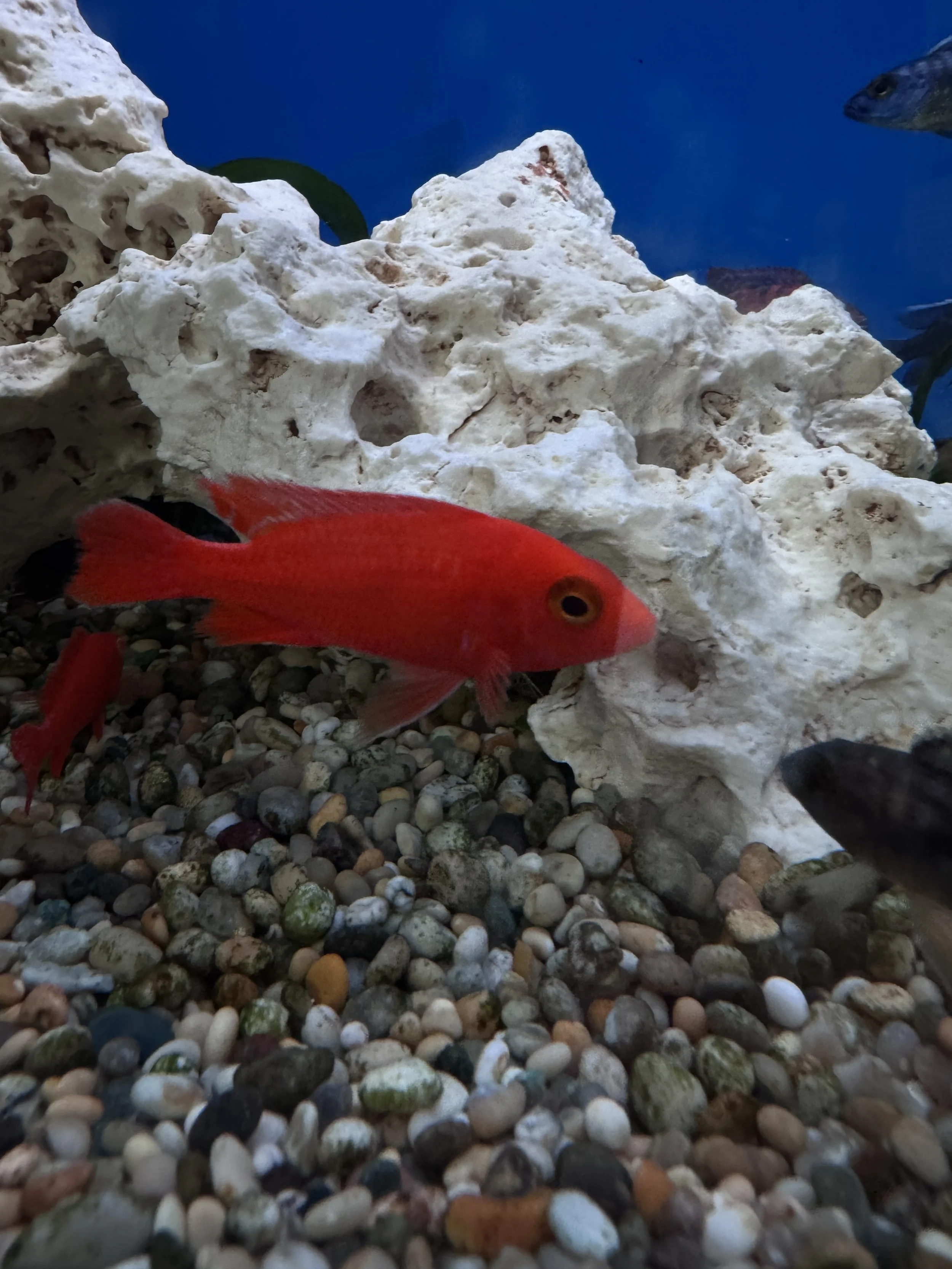 aulonacara strawberry