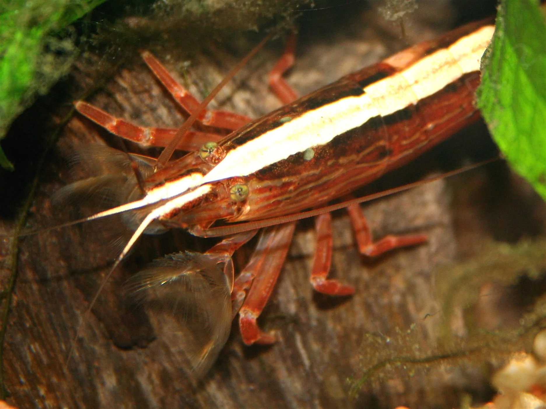 Bamboo Shrimp — Atyopsis moluccensis 3-5cm