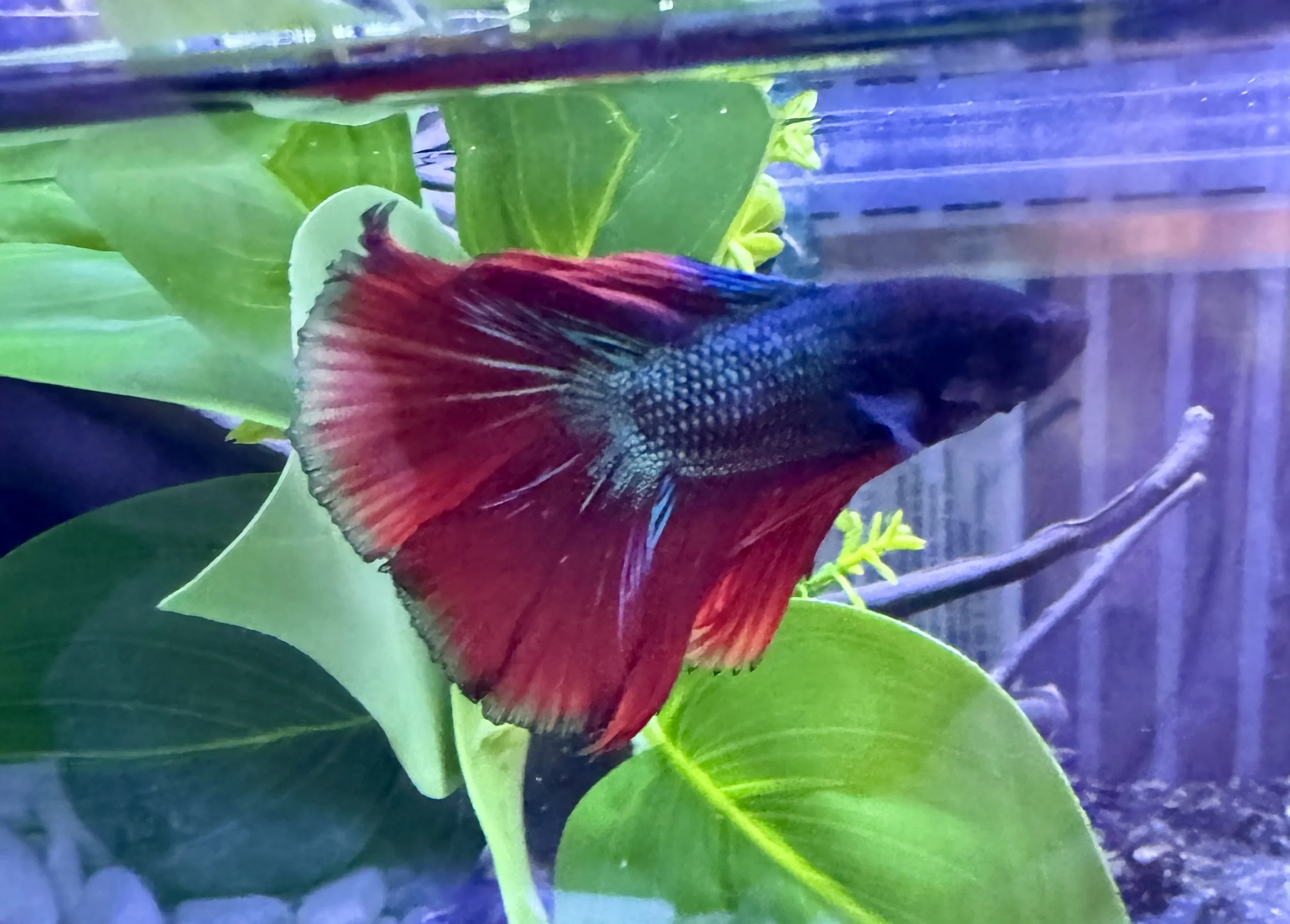 betta halfmoon