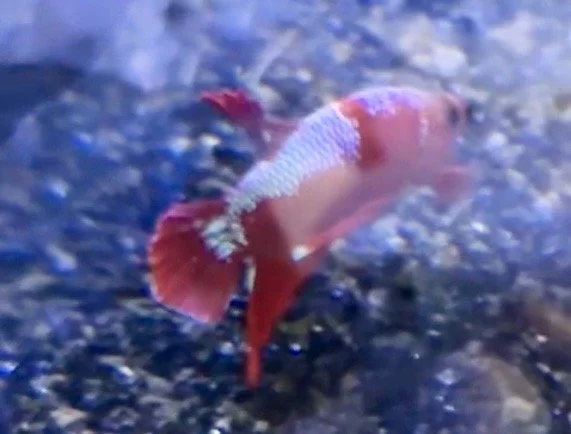 Male Hellboy Betta (Betta splendens)