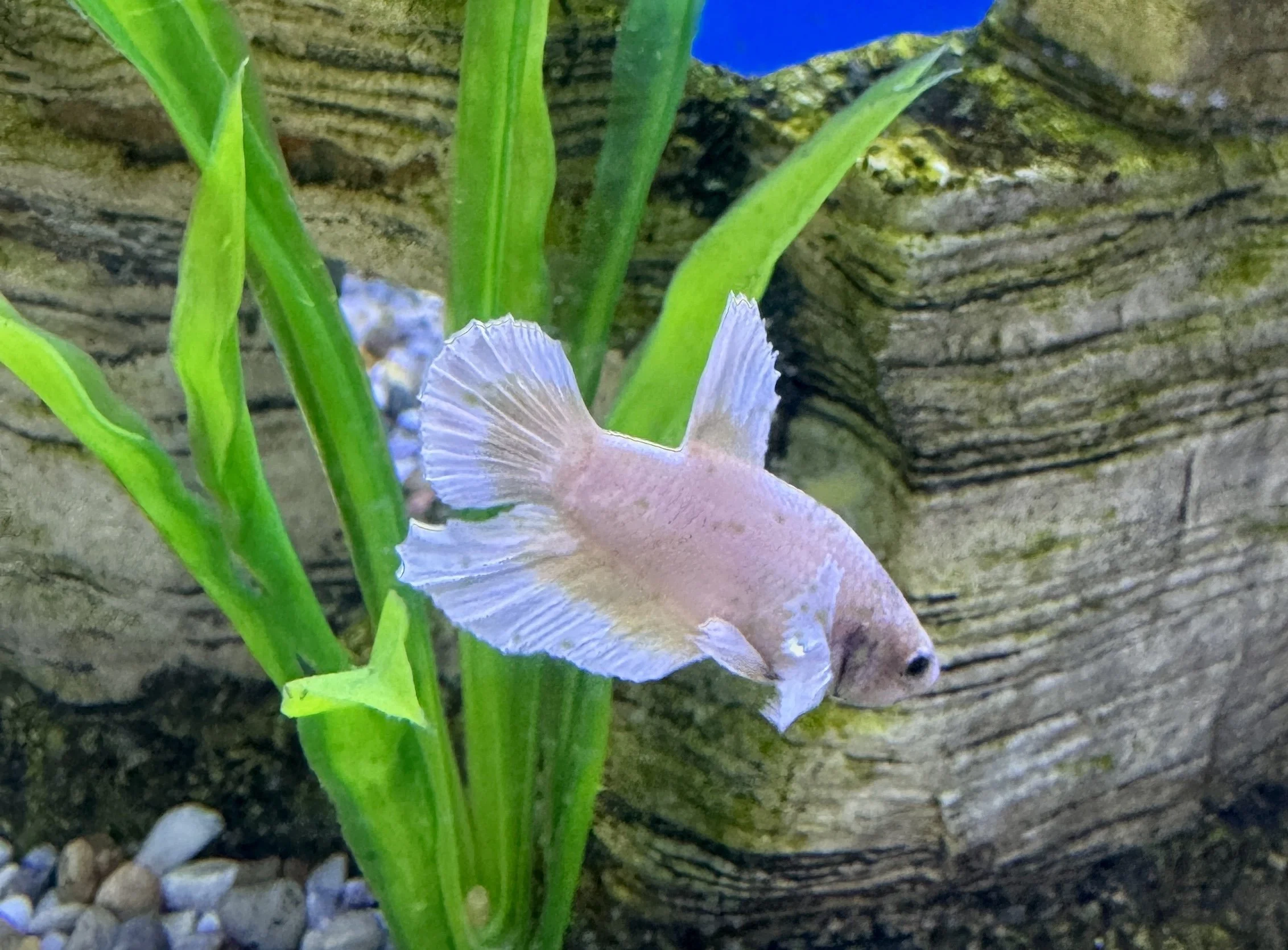 Platinum Plakat Dumbo Betta