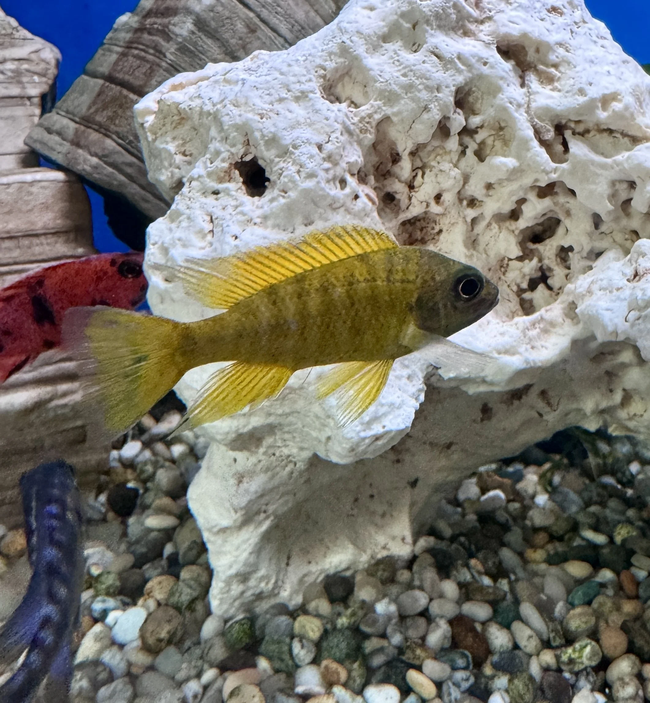 yellow peacock malawi cichlid