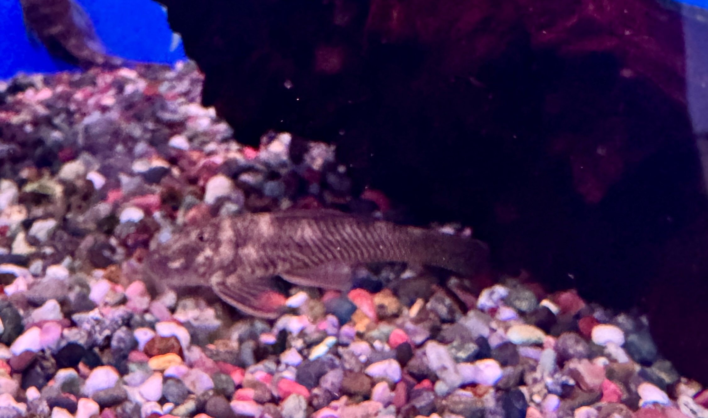Bulldog Pleco - L187b 3cm